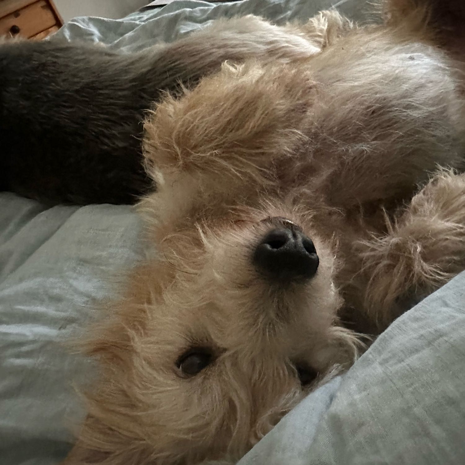 Fritzi