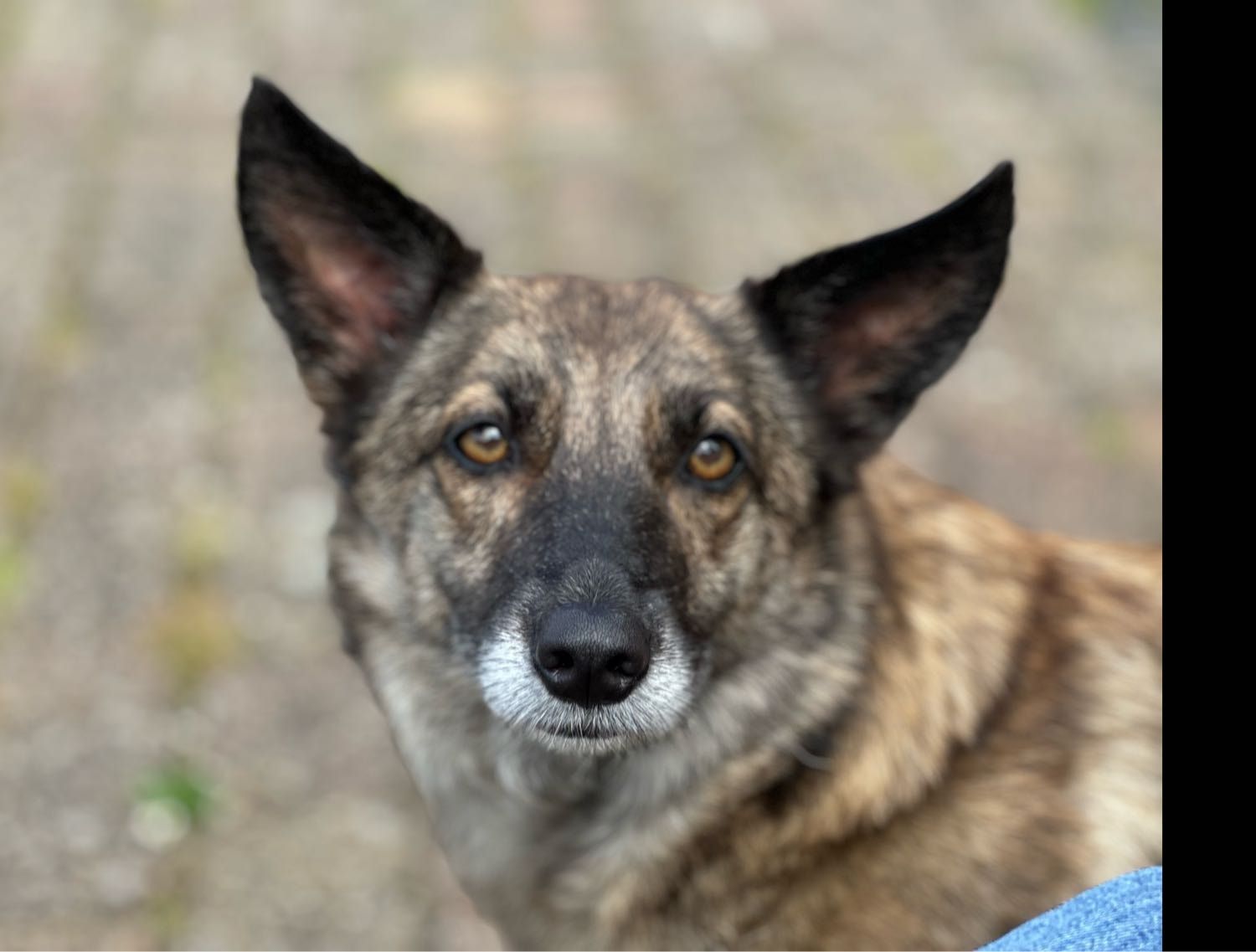 Mika