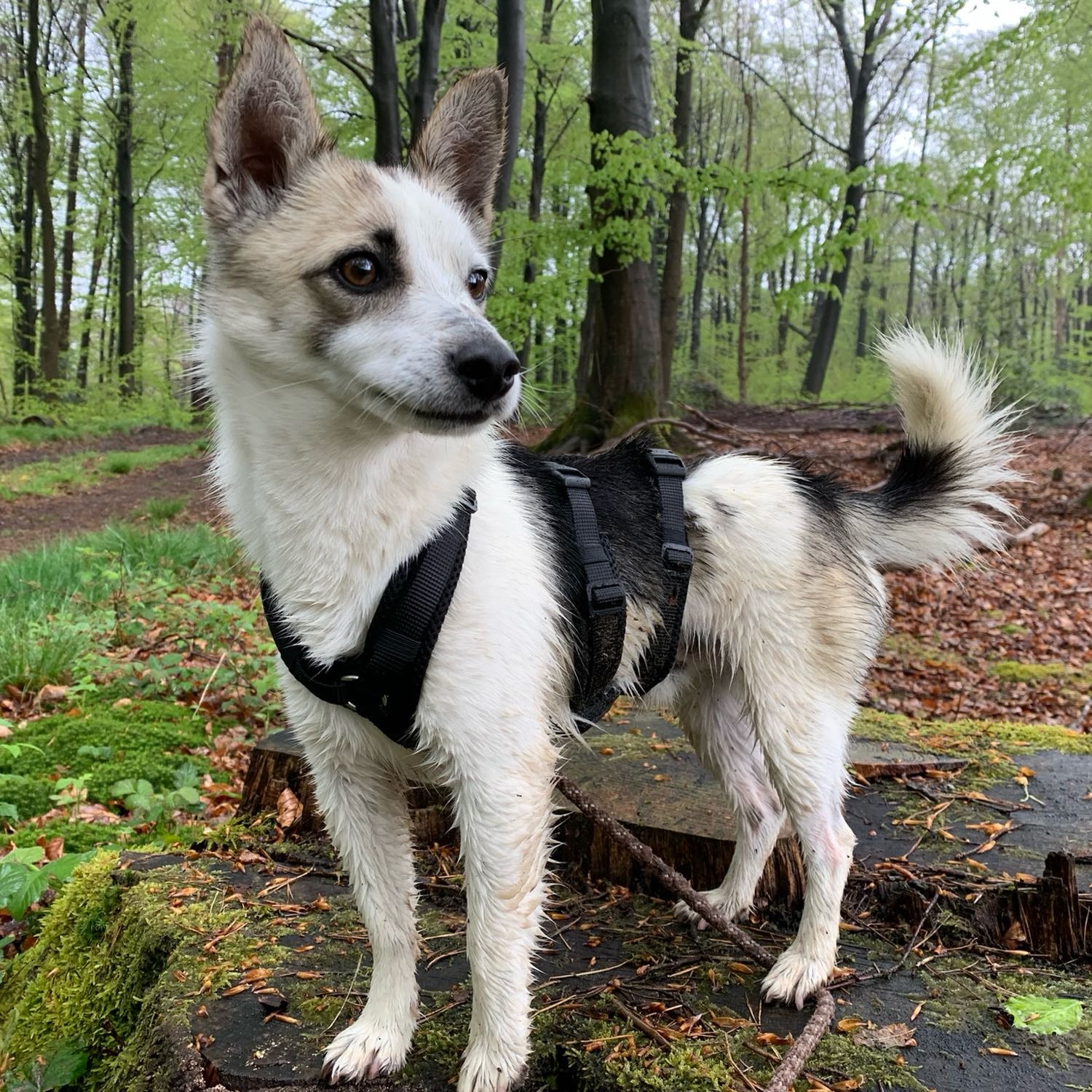 Poquito