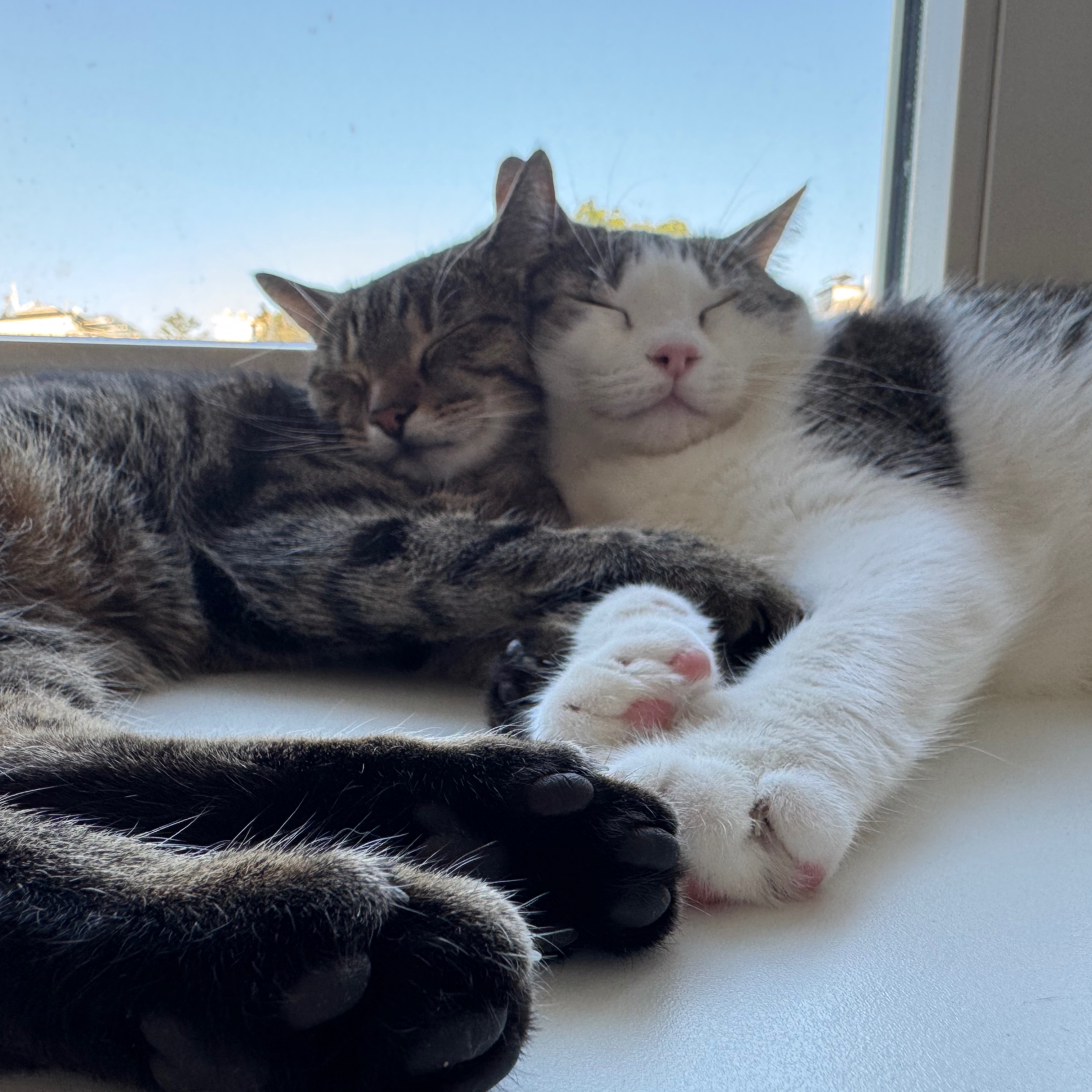 Manti und Cakil 