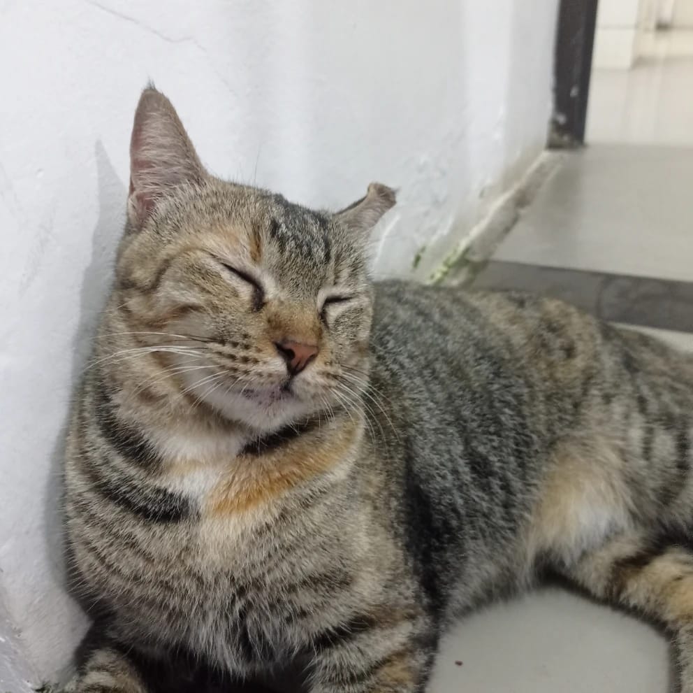 Unyu