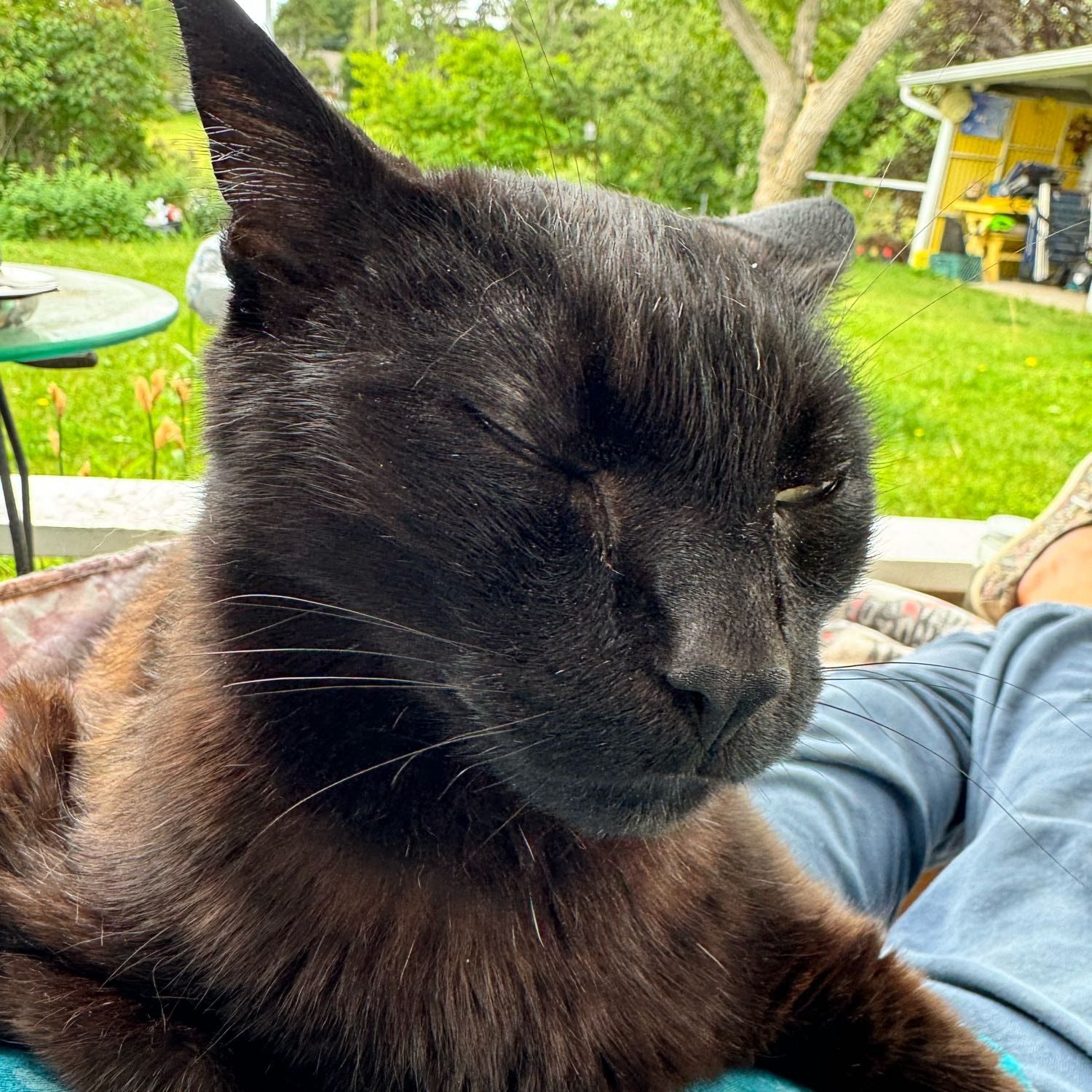 Azure (my senior purrball🤍🐾)