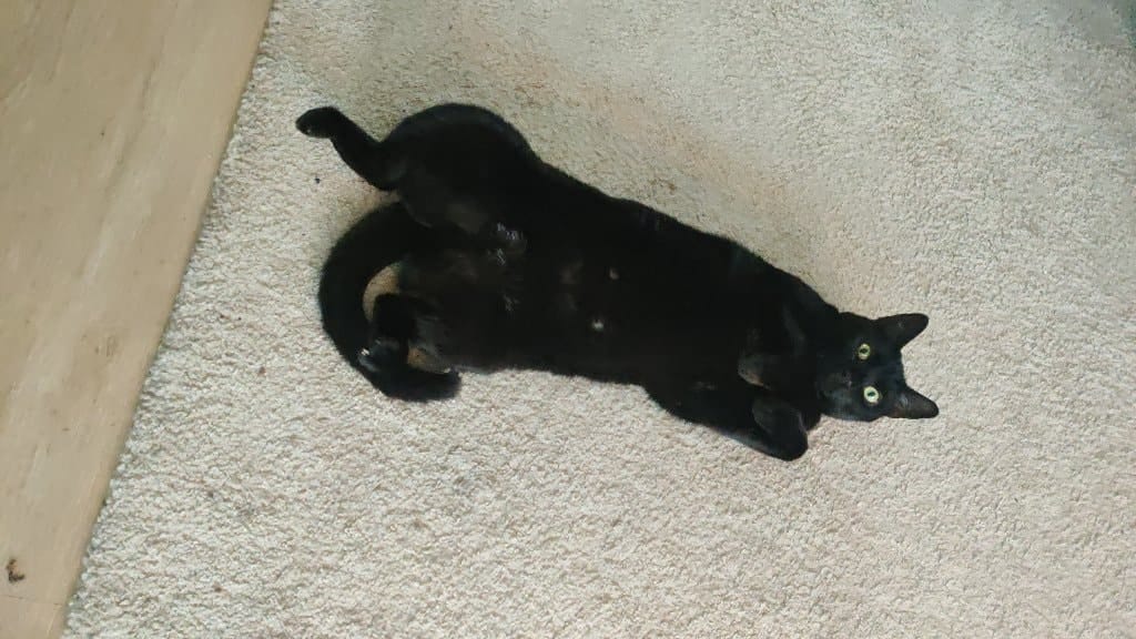 Bob
