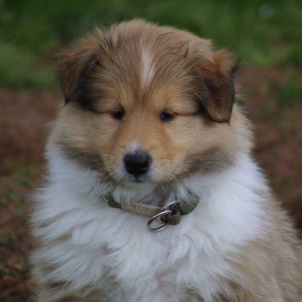 Bella