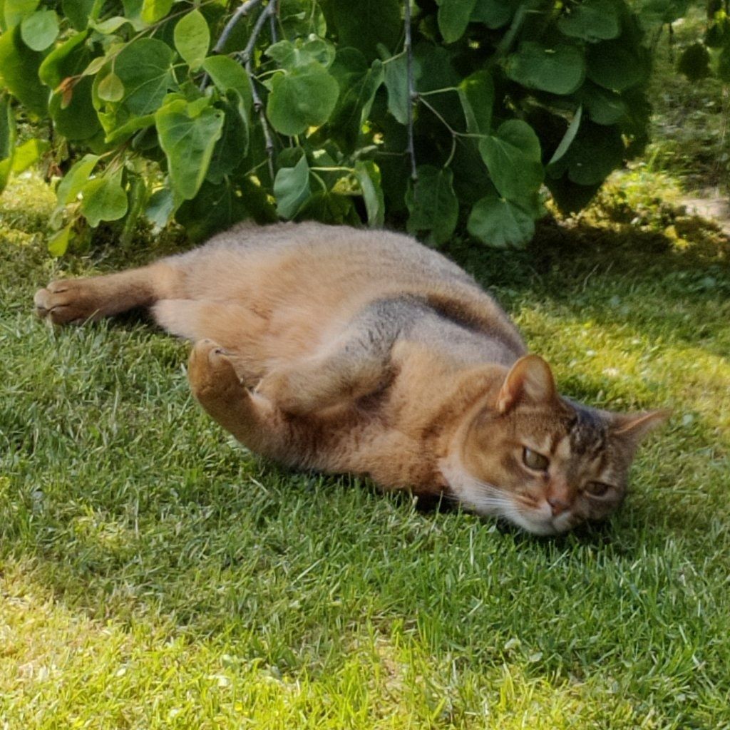 Stella