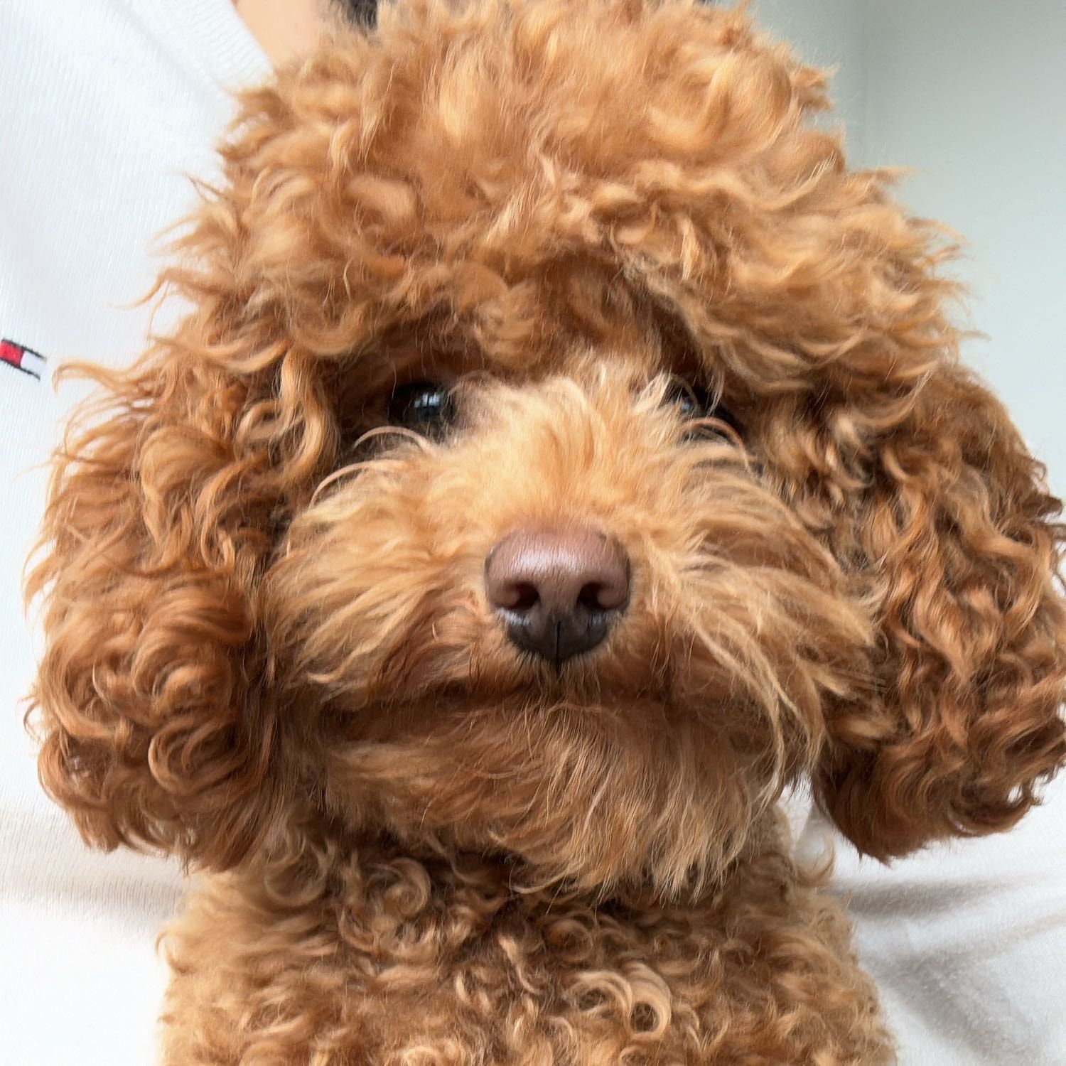 Milo