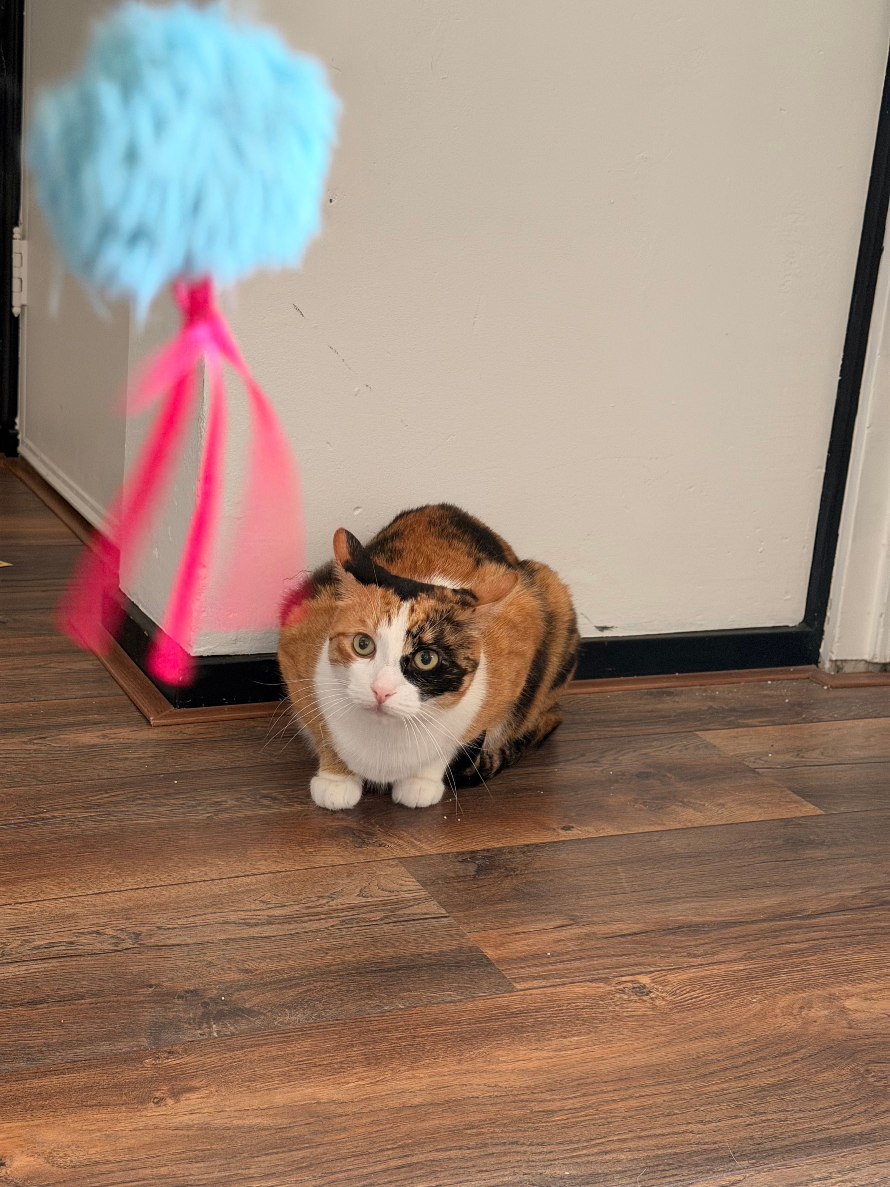 image-11
