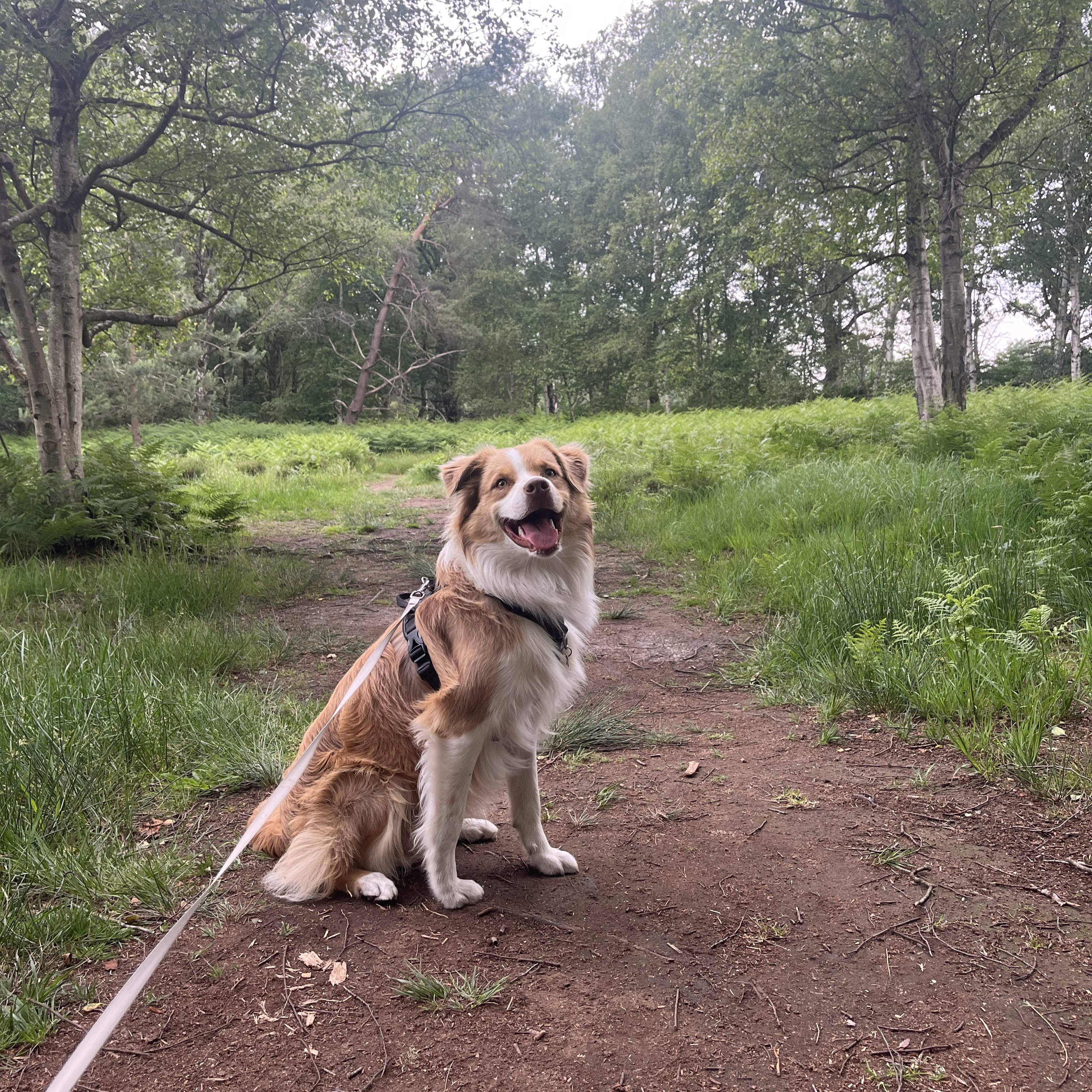 Simba