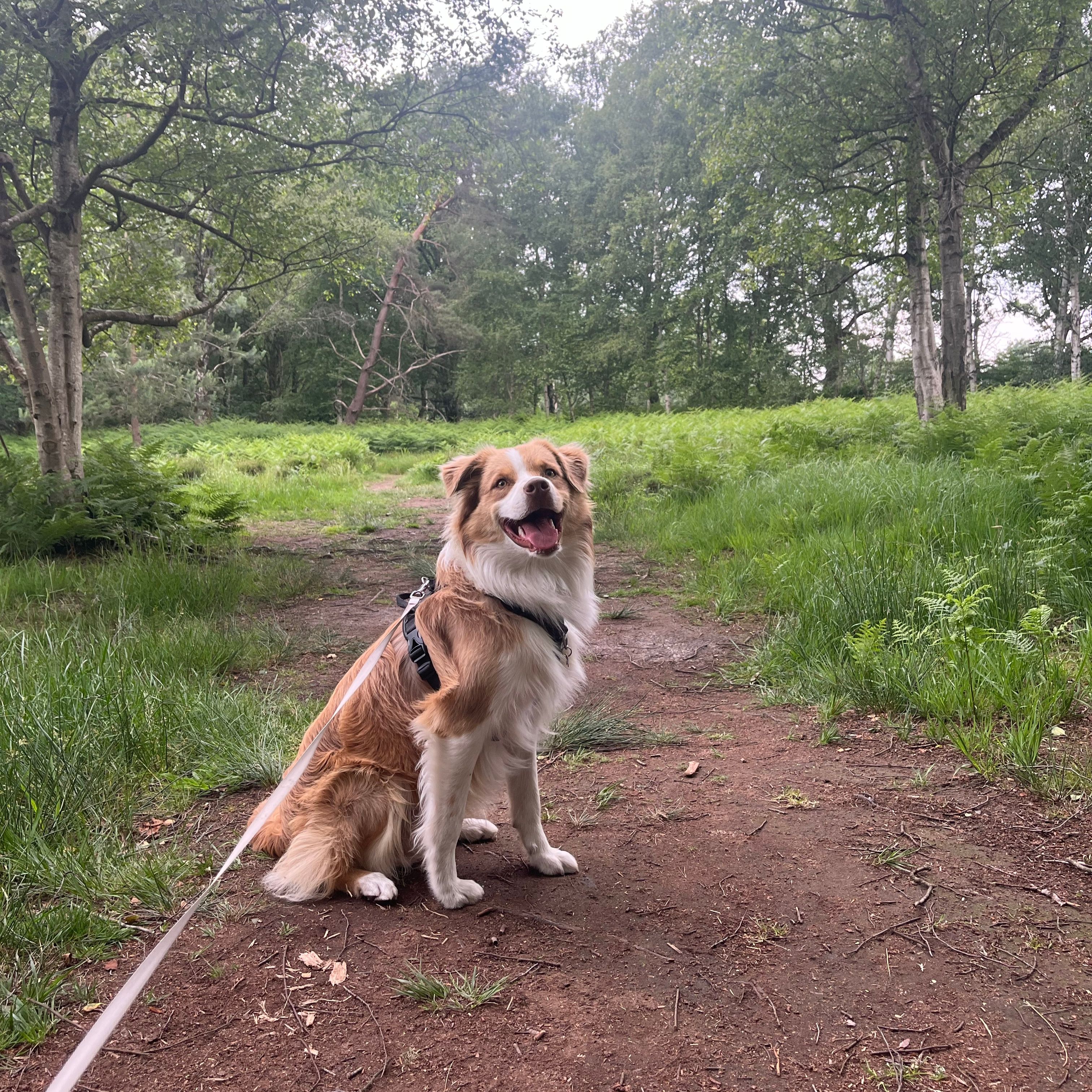 Simba