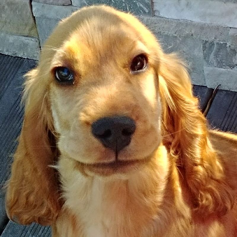 Vick 