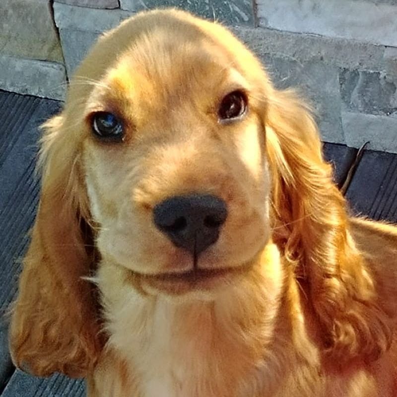 Vick
