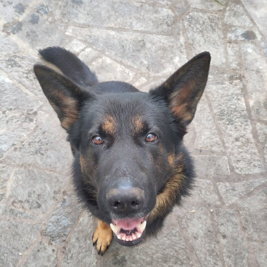 Diego