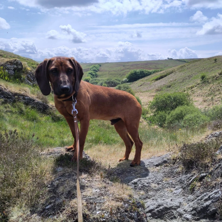 Ajax