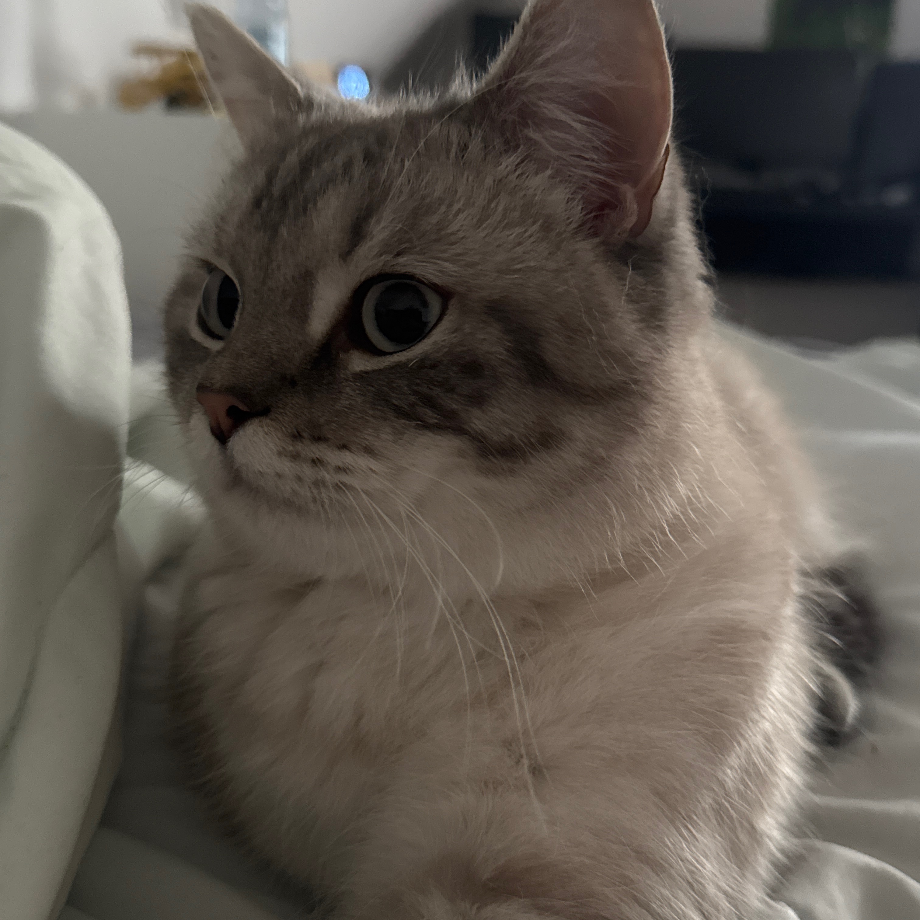 Simba