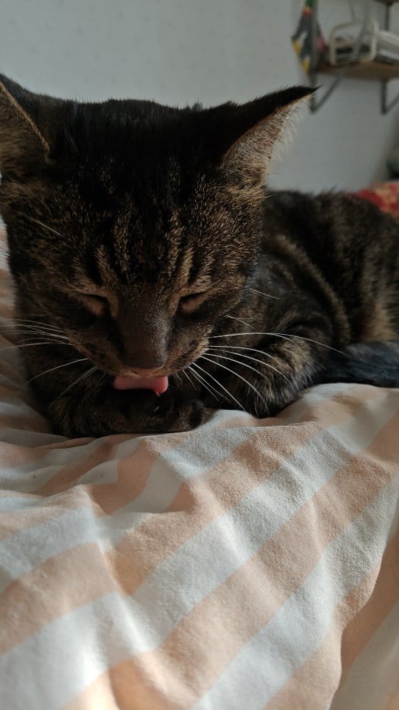 Pikku