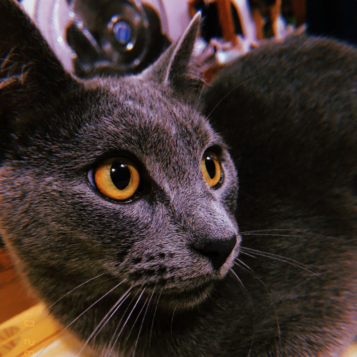 Apolo