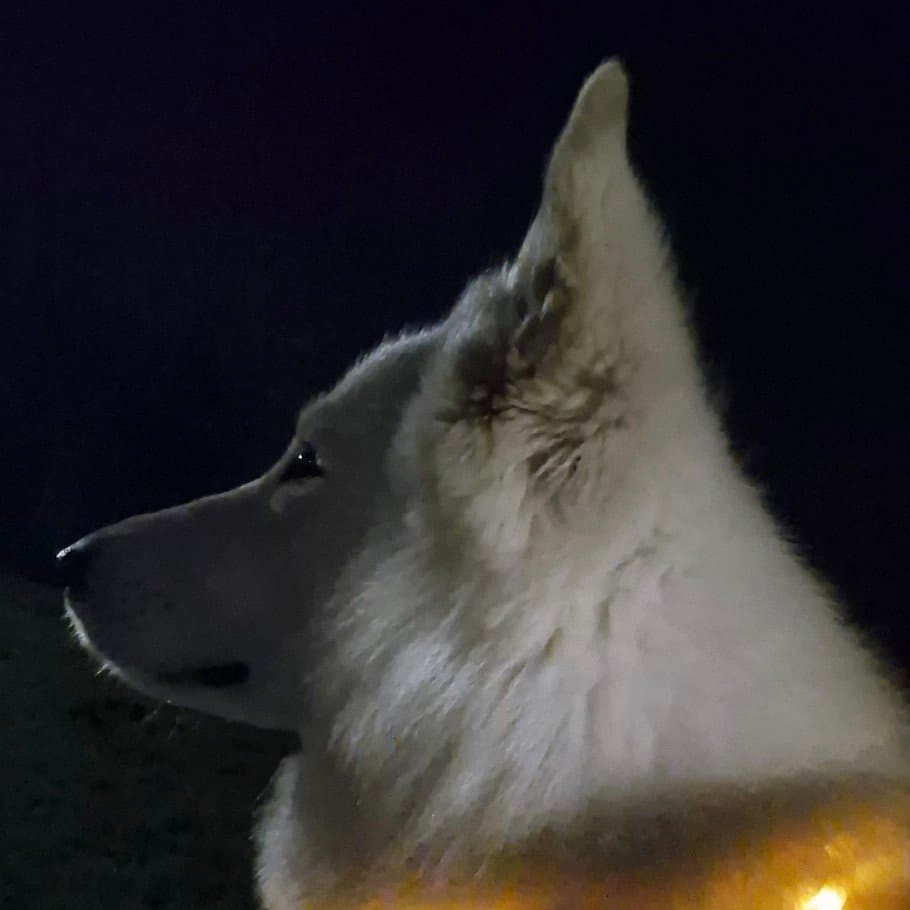 Flashing Jewel Viva La Vida (Vinz)