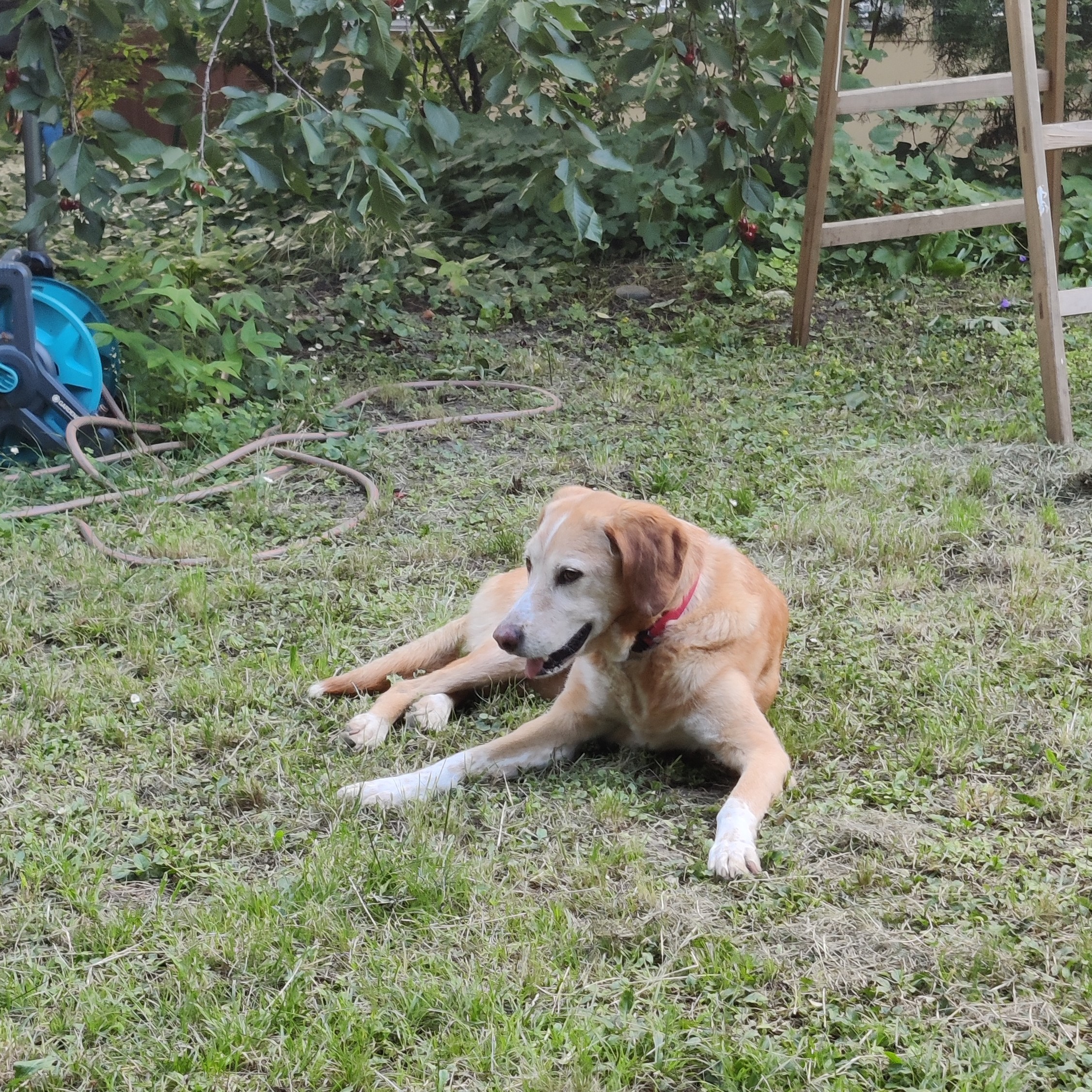 Lukas