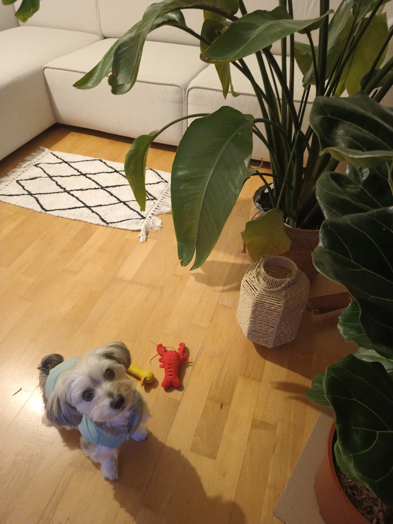 image-12