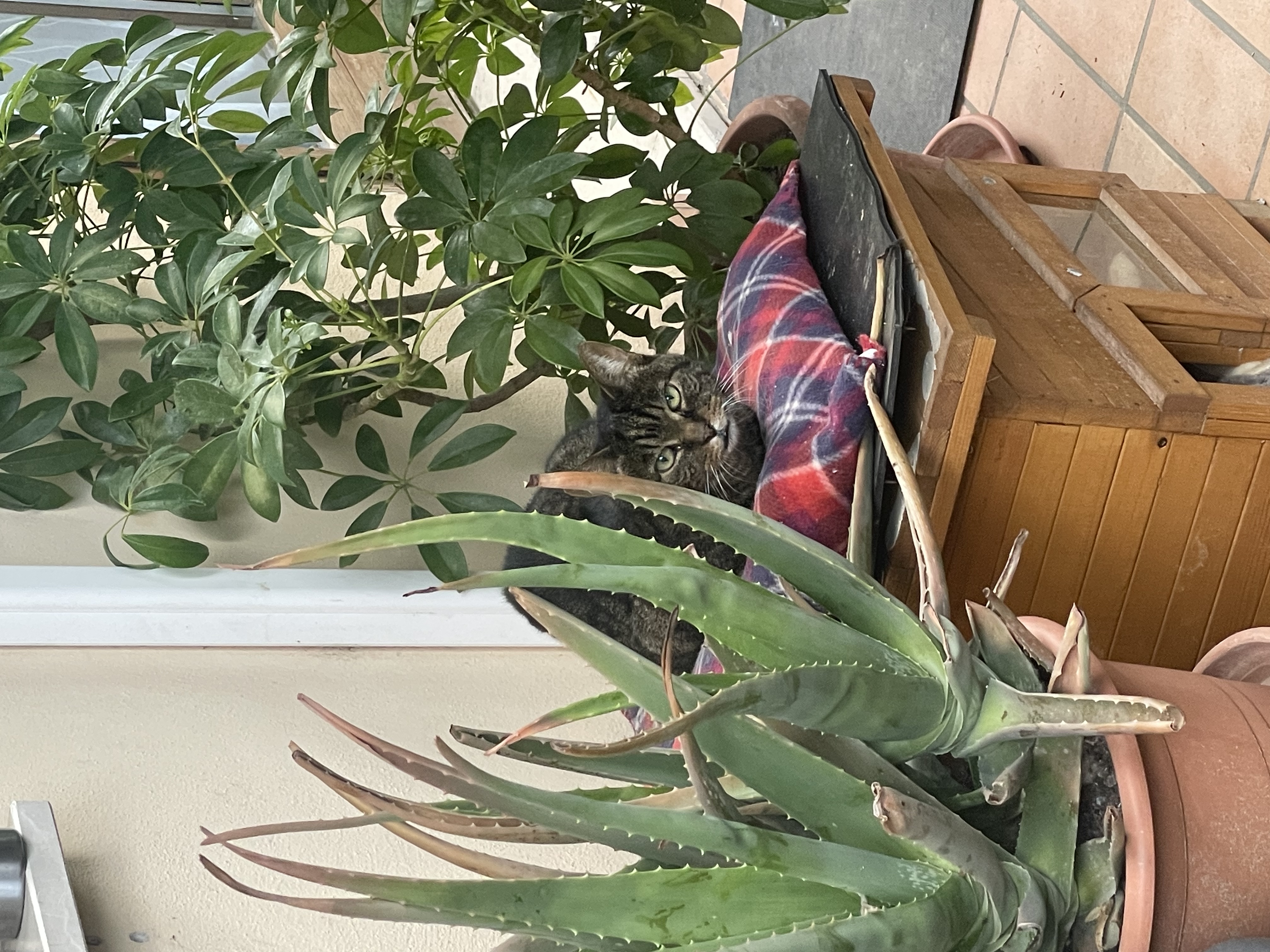 image-16