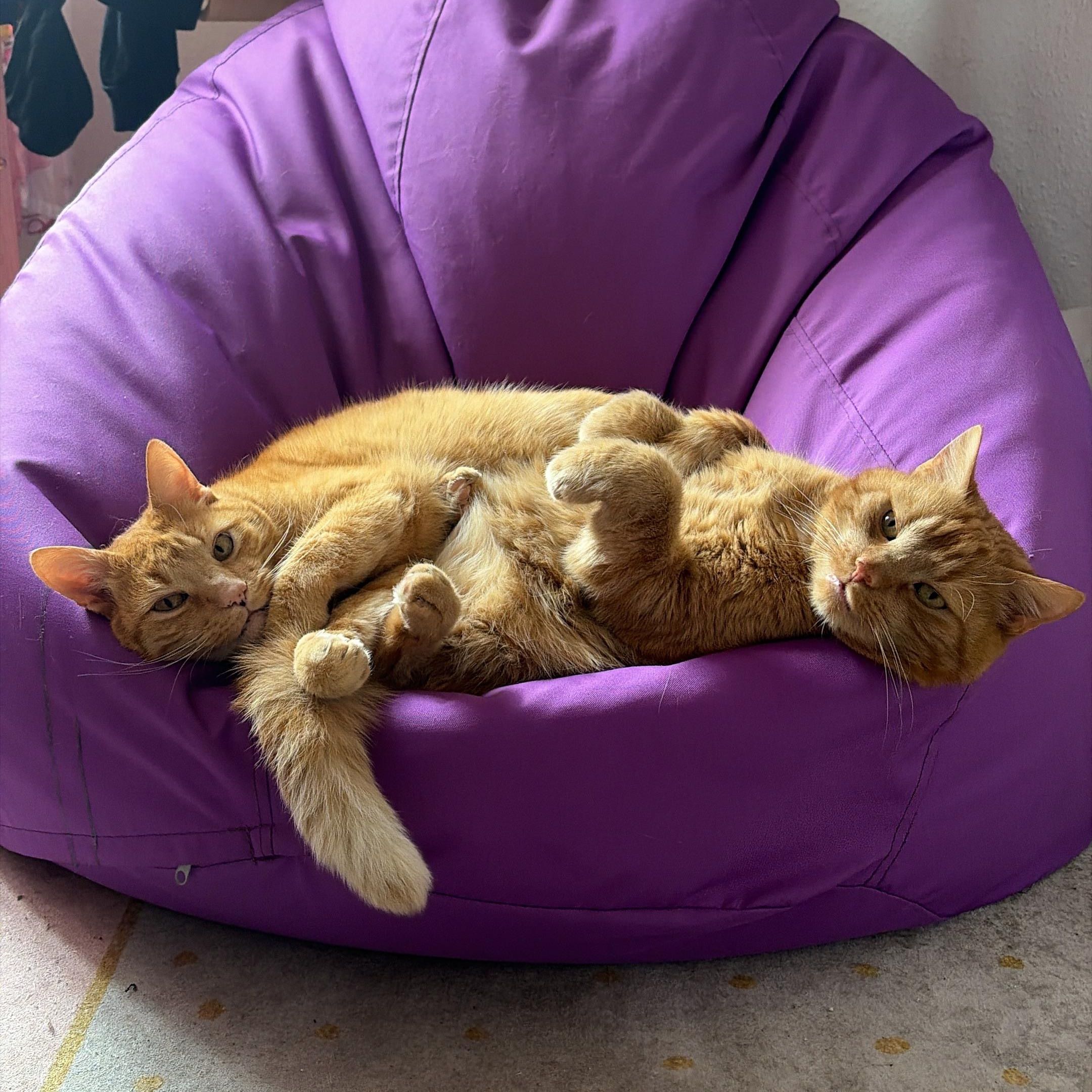 Fred und George