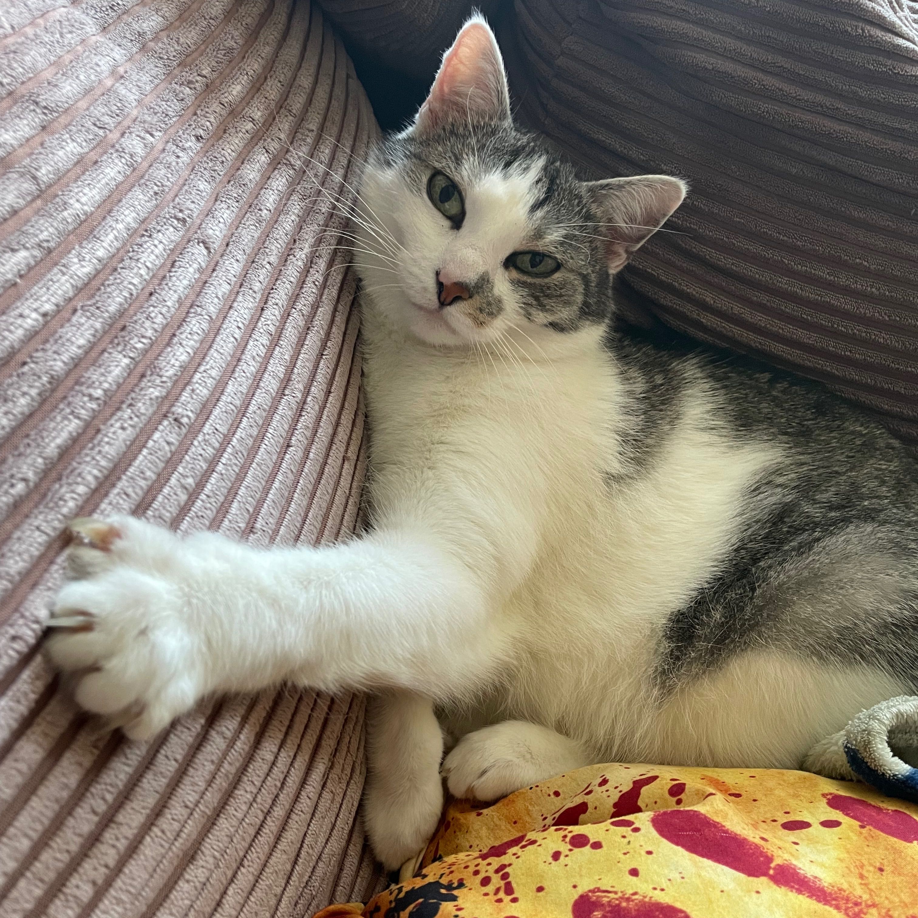 Cleo