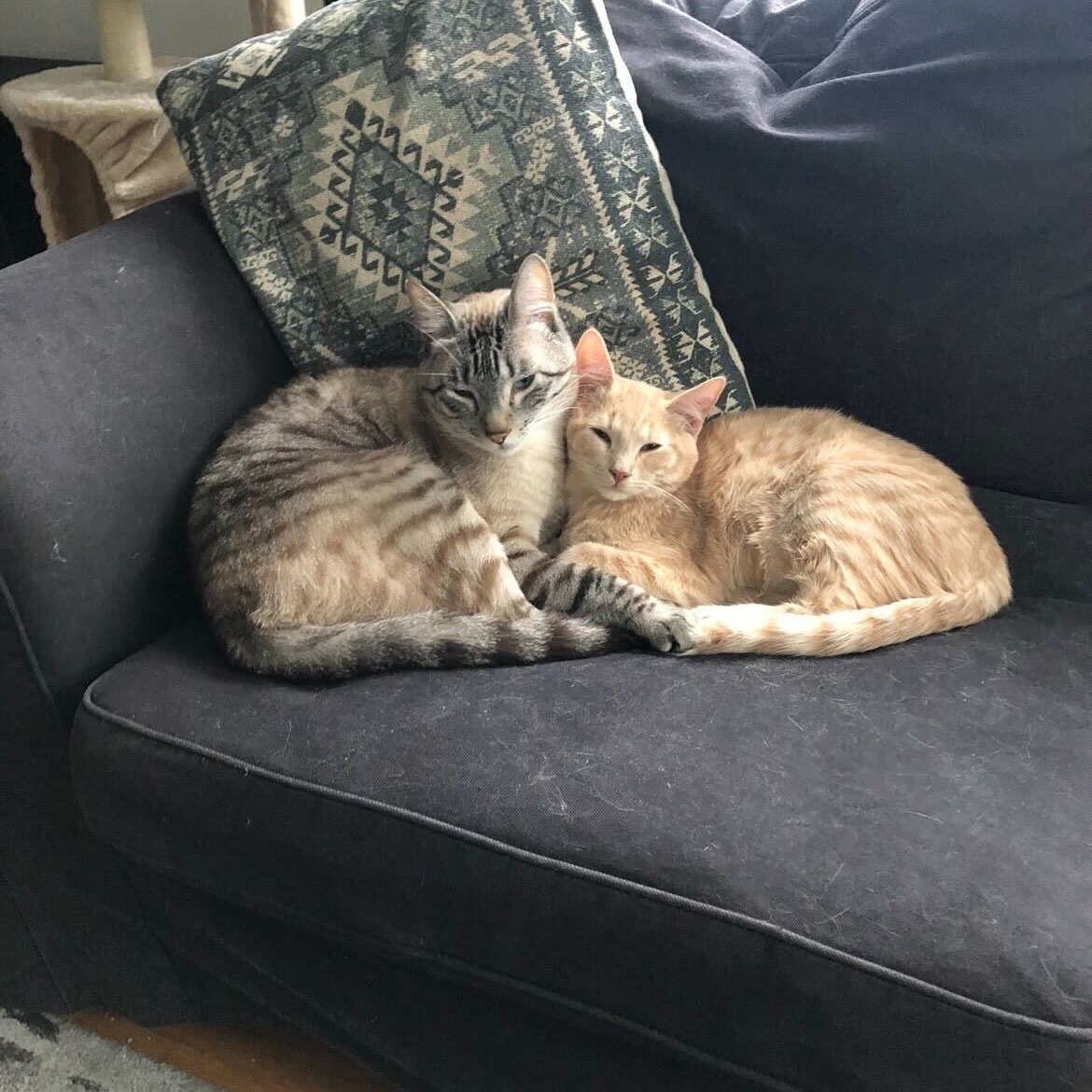 Julius (right cat on image)