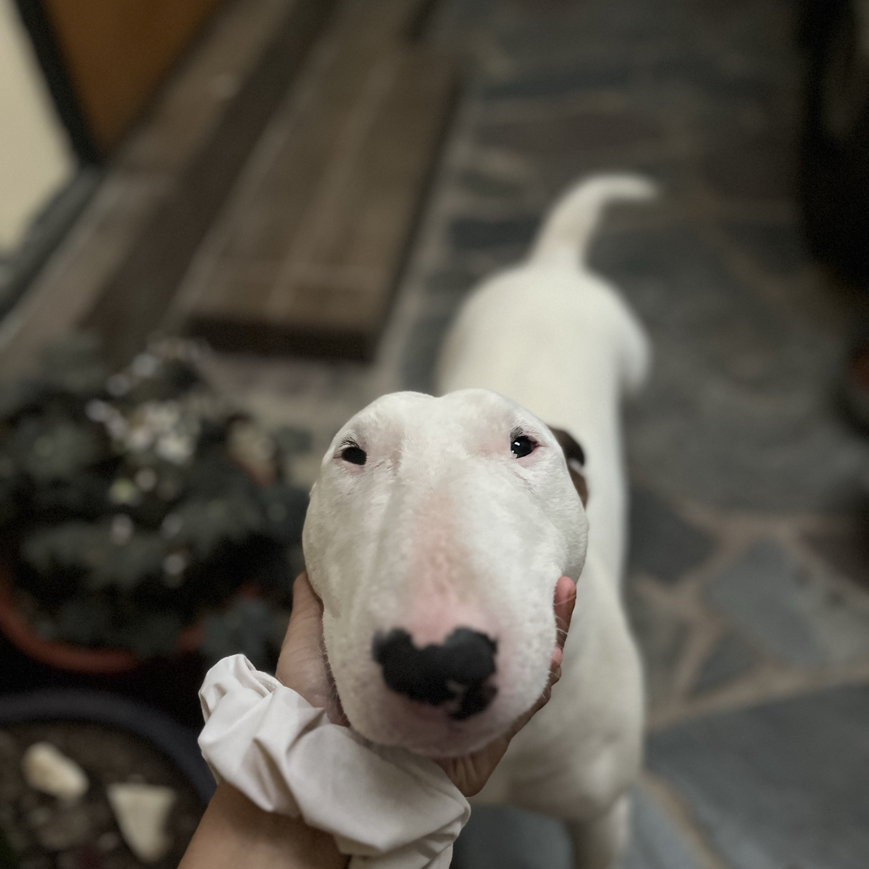 Zeus 
