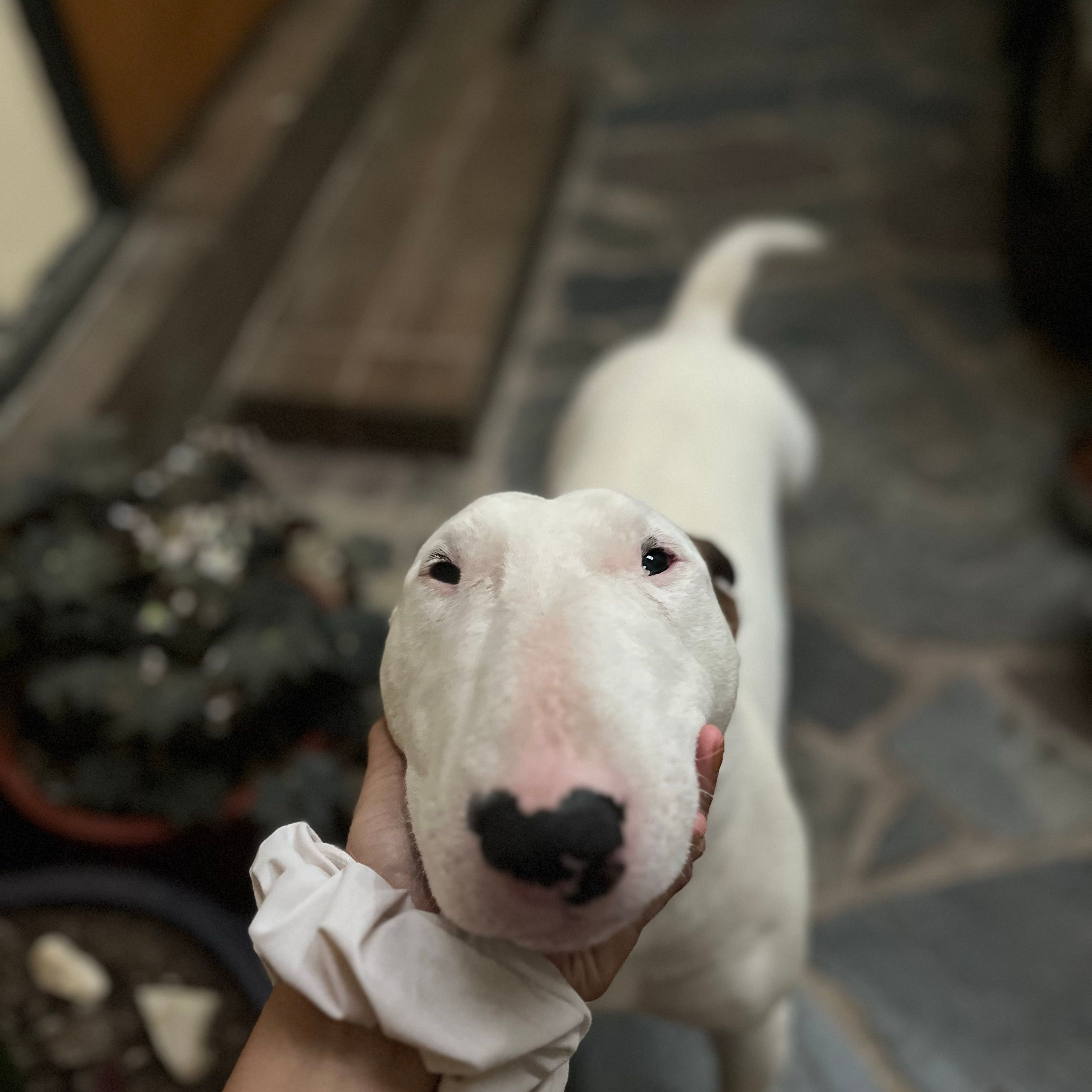 Zeus