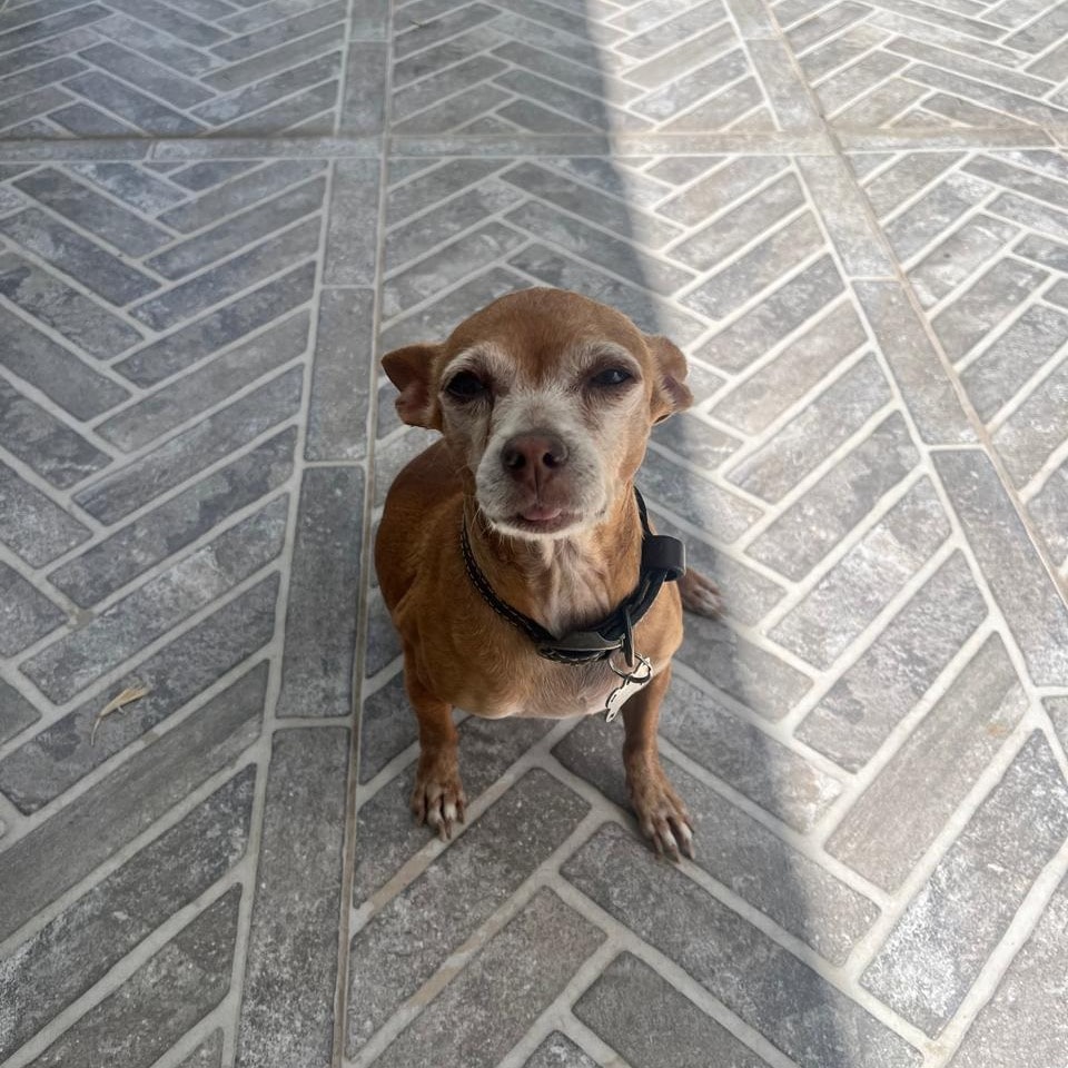 Chiquita (Little one/die Kleine)