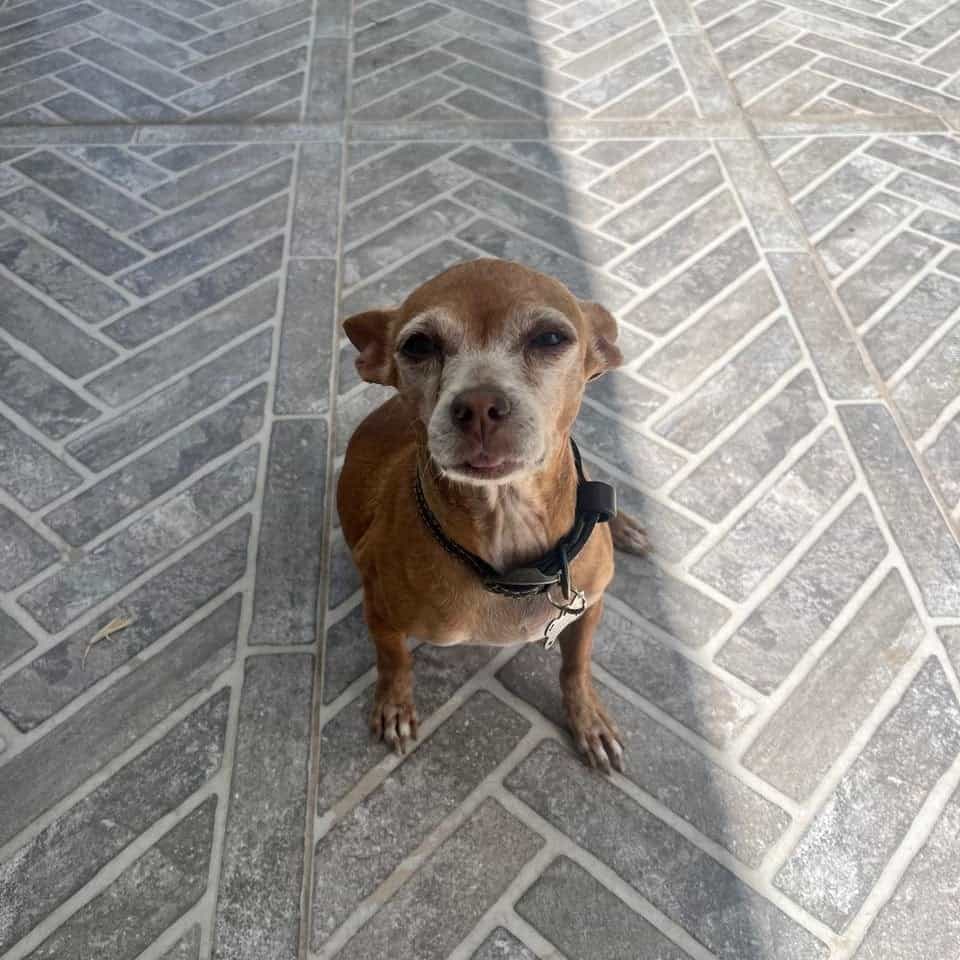 Chiquita (Little one/die Kleine)