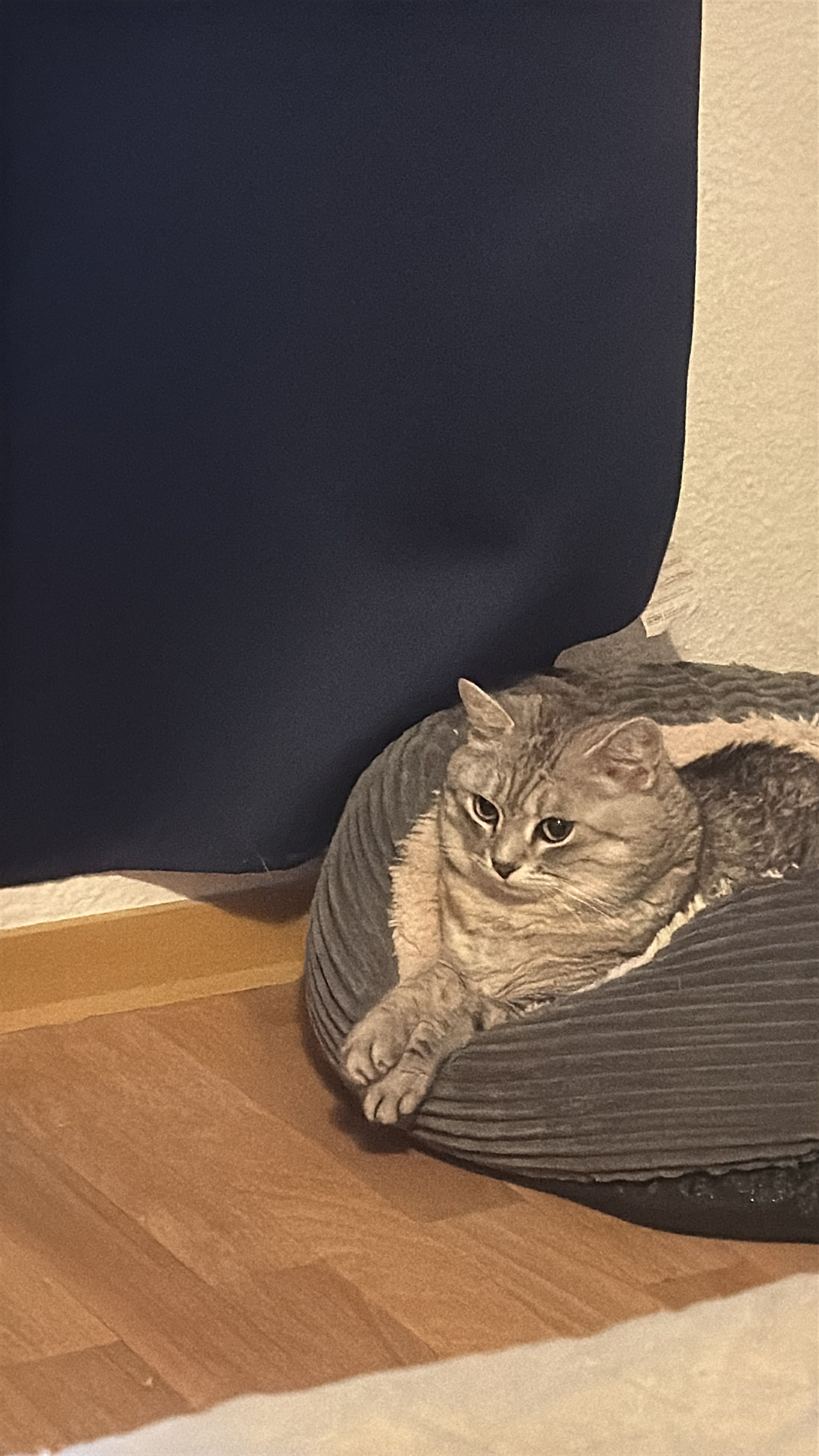 image-37