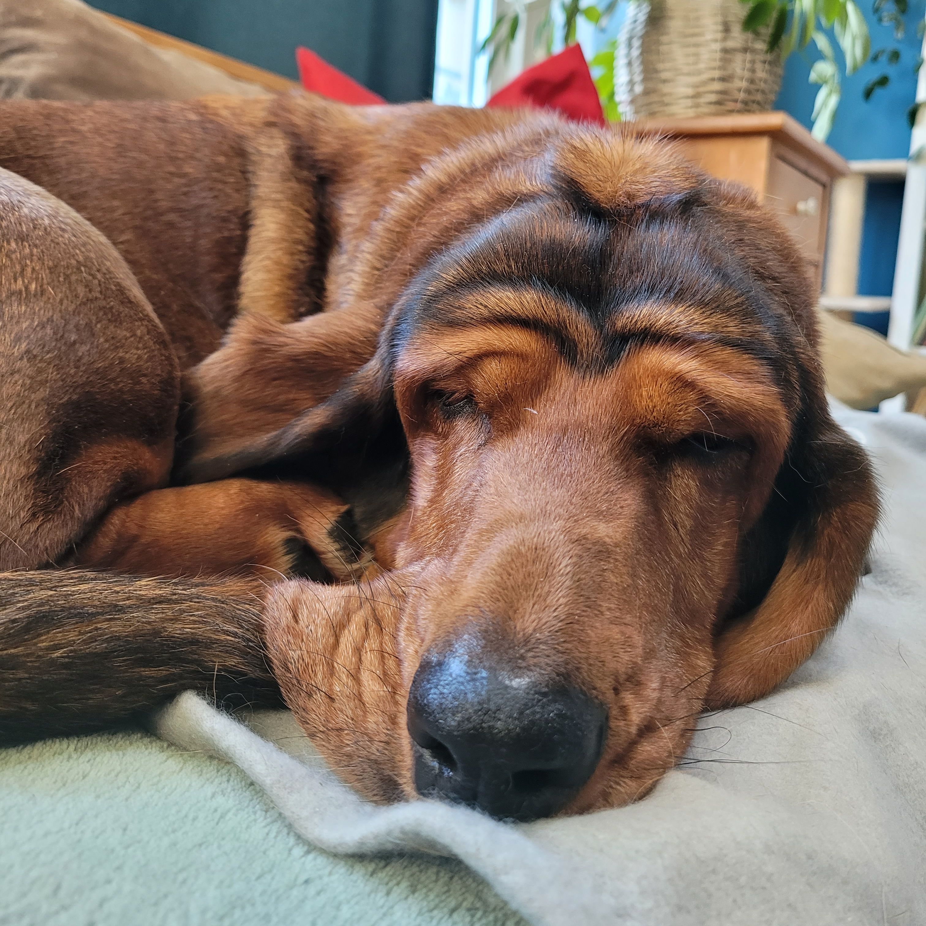 Lotti