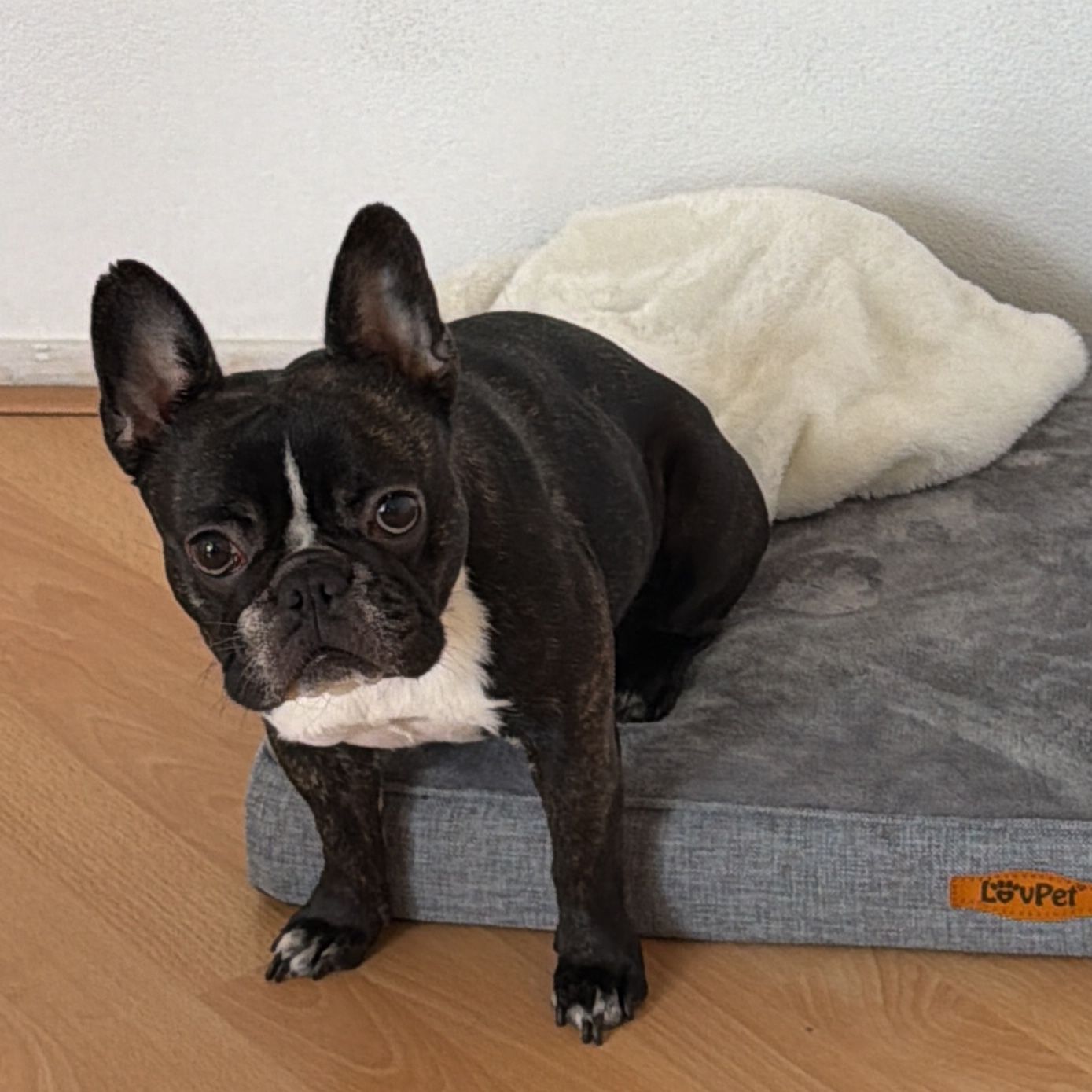 Bella