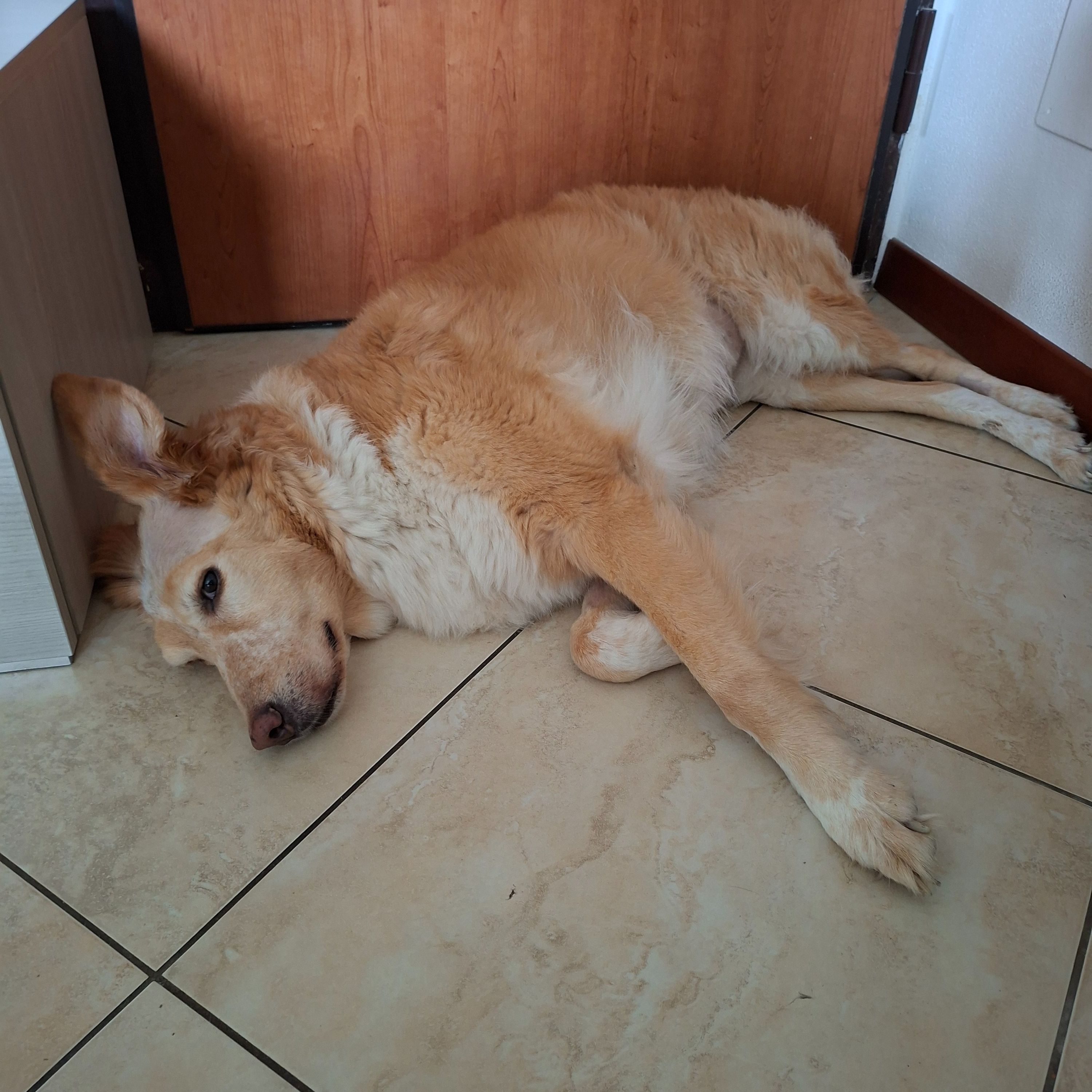 Kaya 