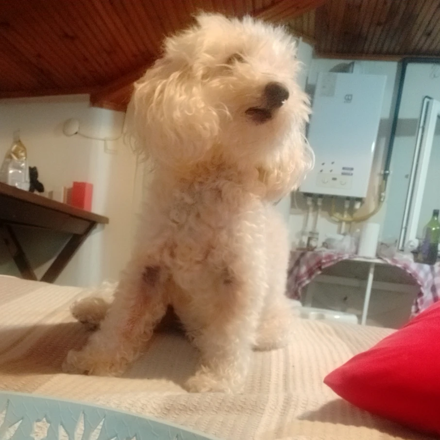 Sofia 
