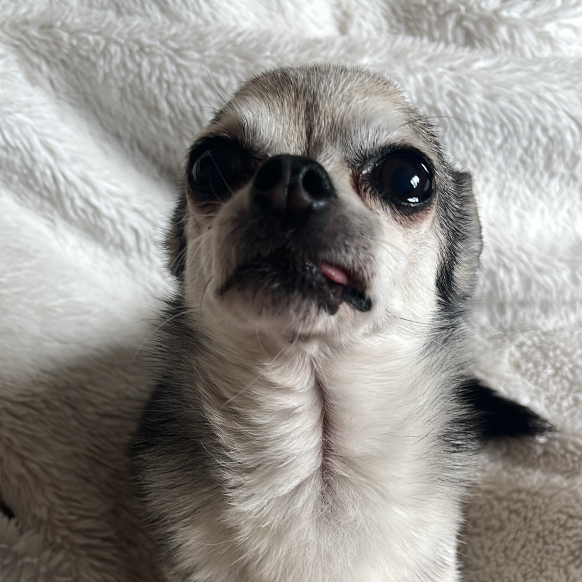 Frankie 