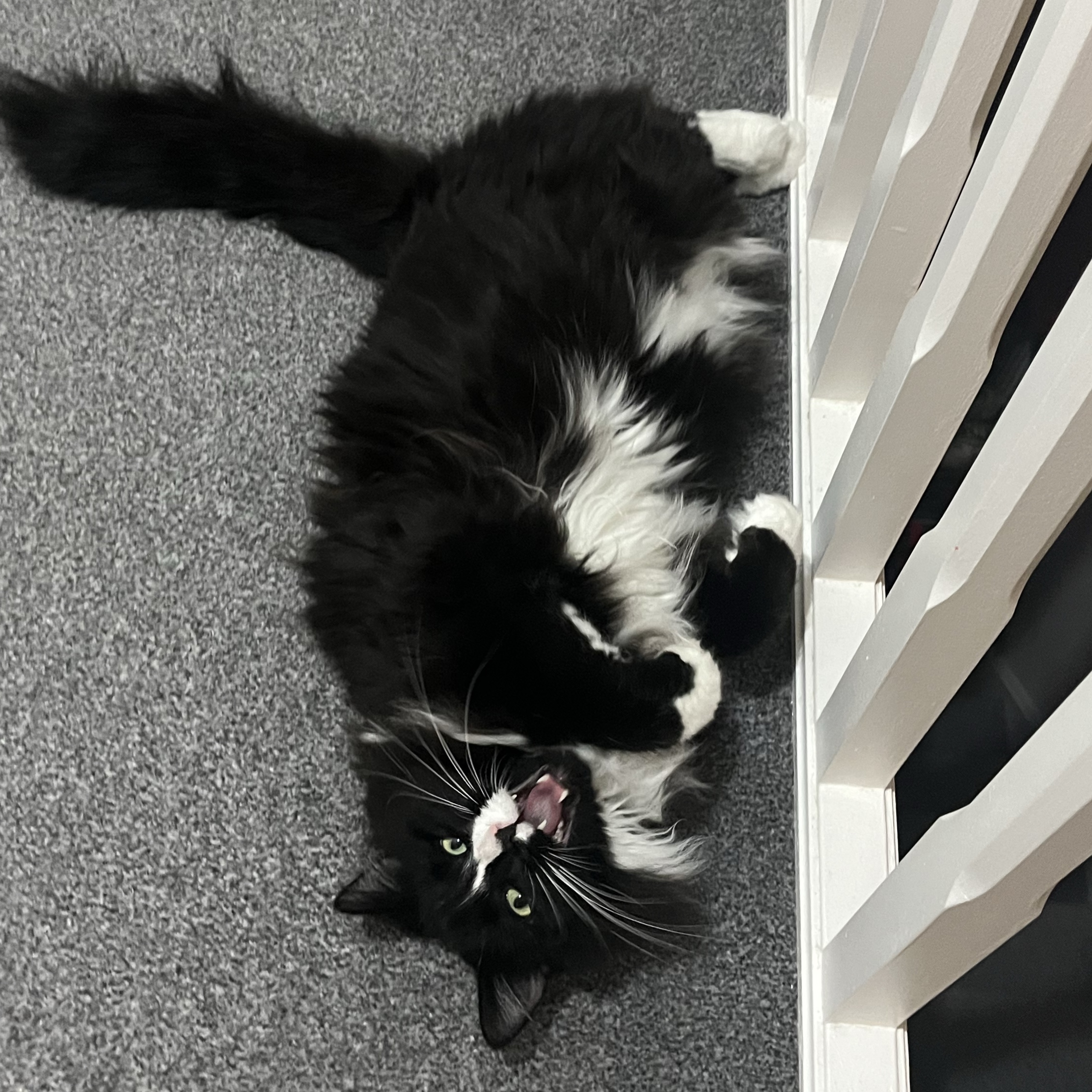 Ziggy Fluffkins