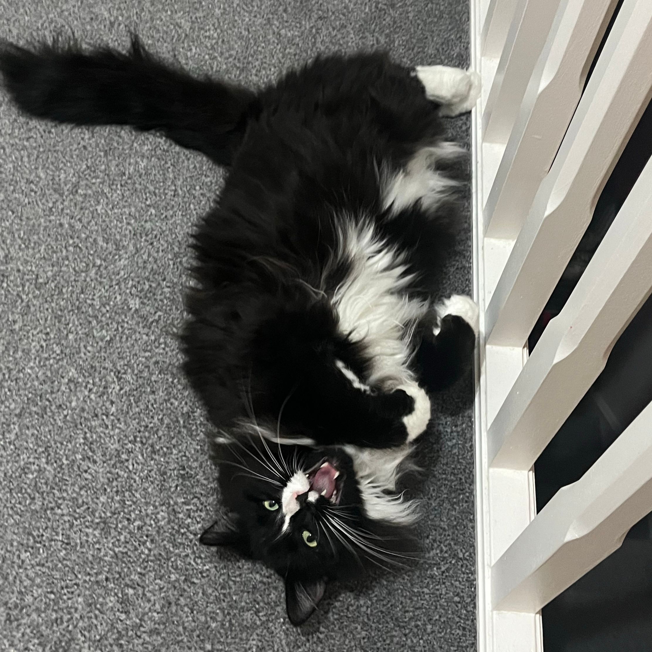Ziggy Fluffkins