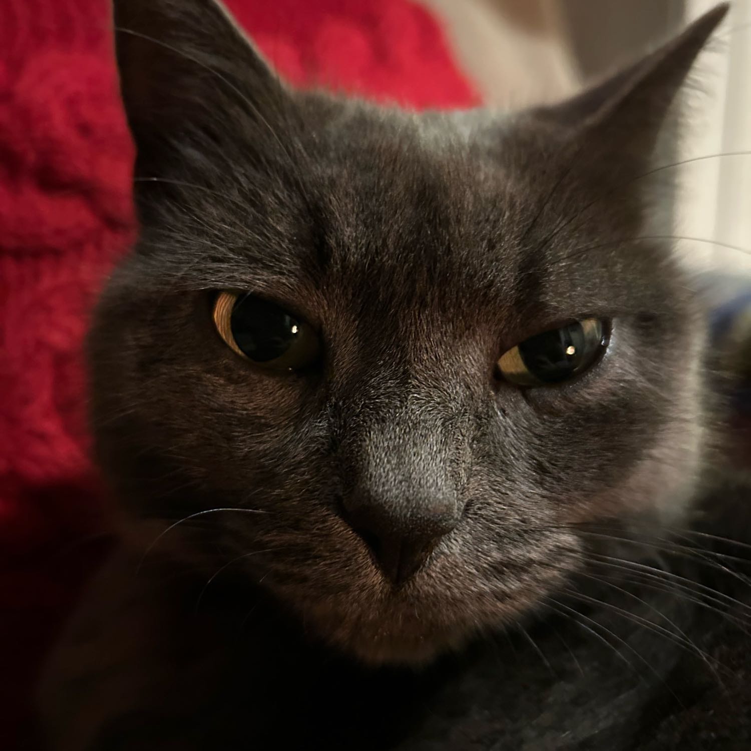 Blu