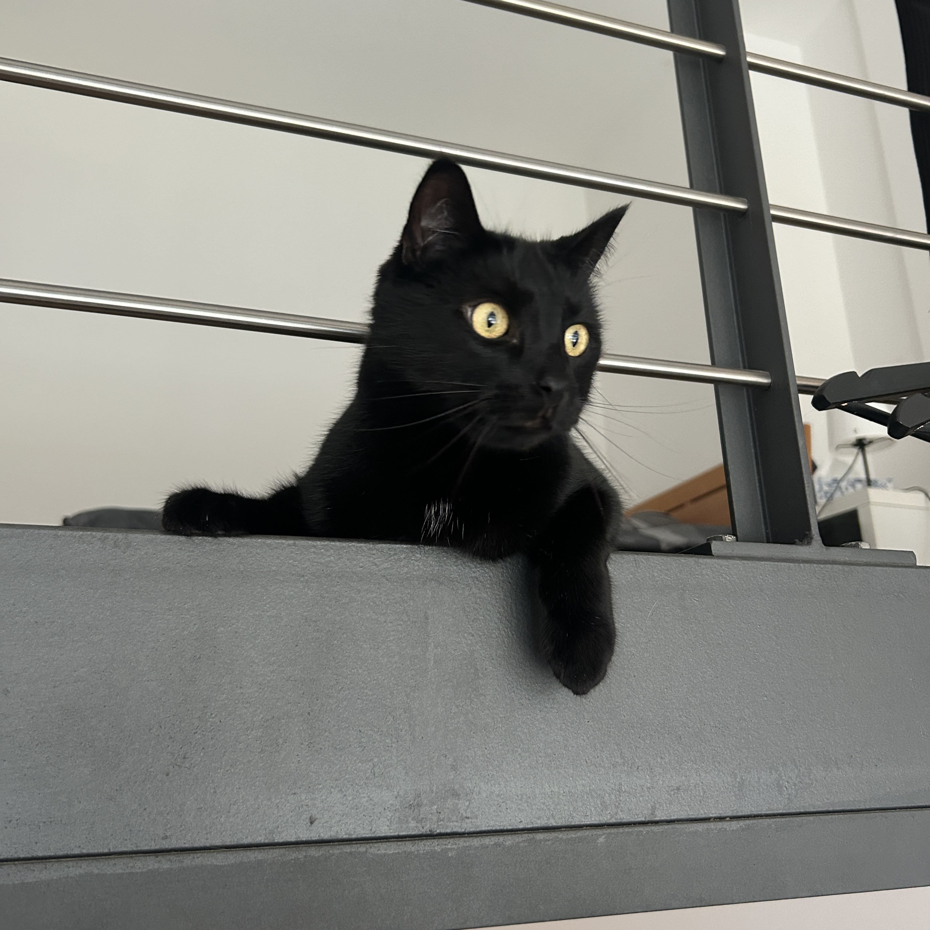 Elliot