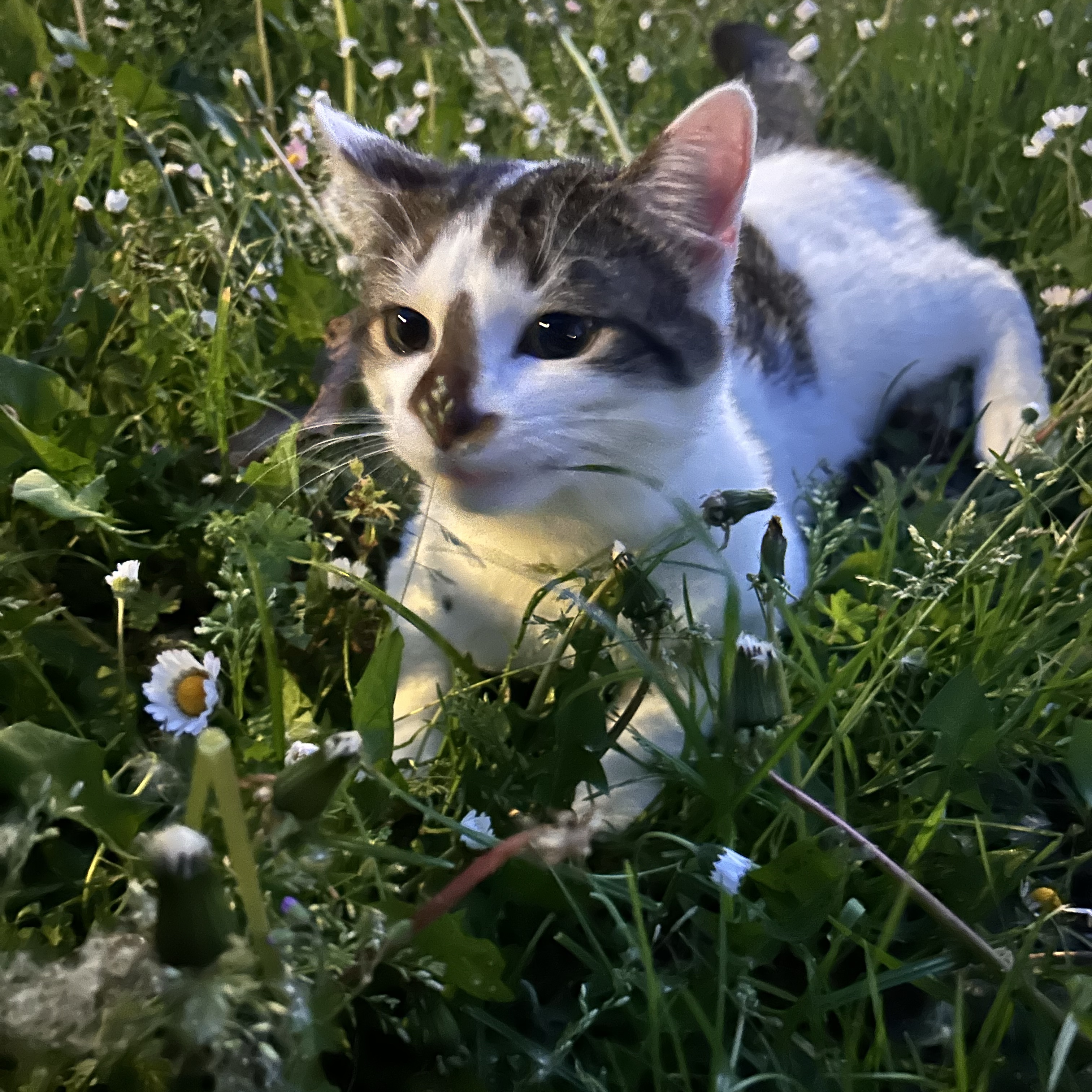 Olaf
