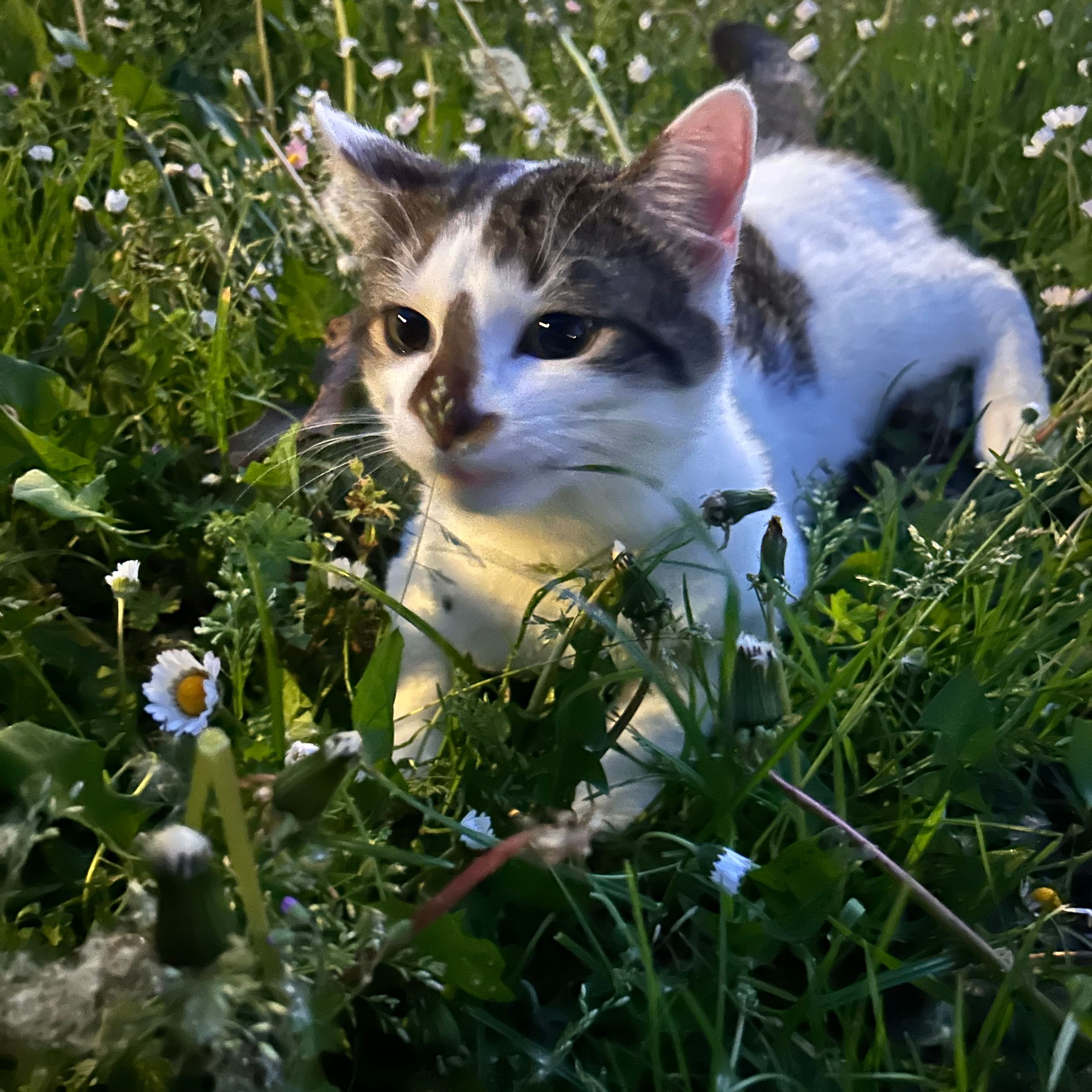 Olaf