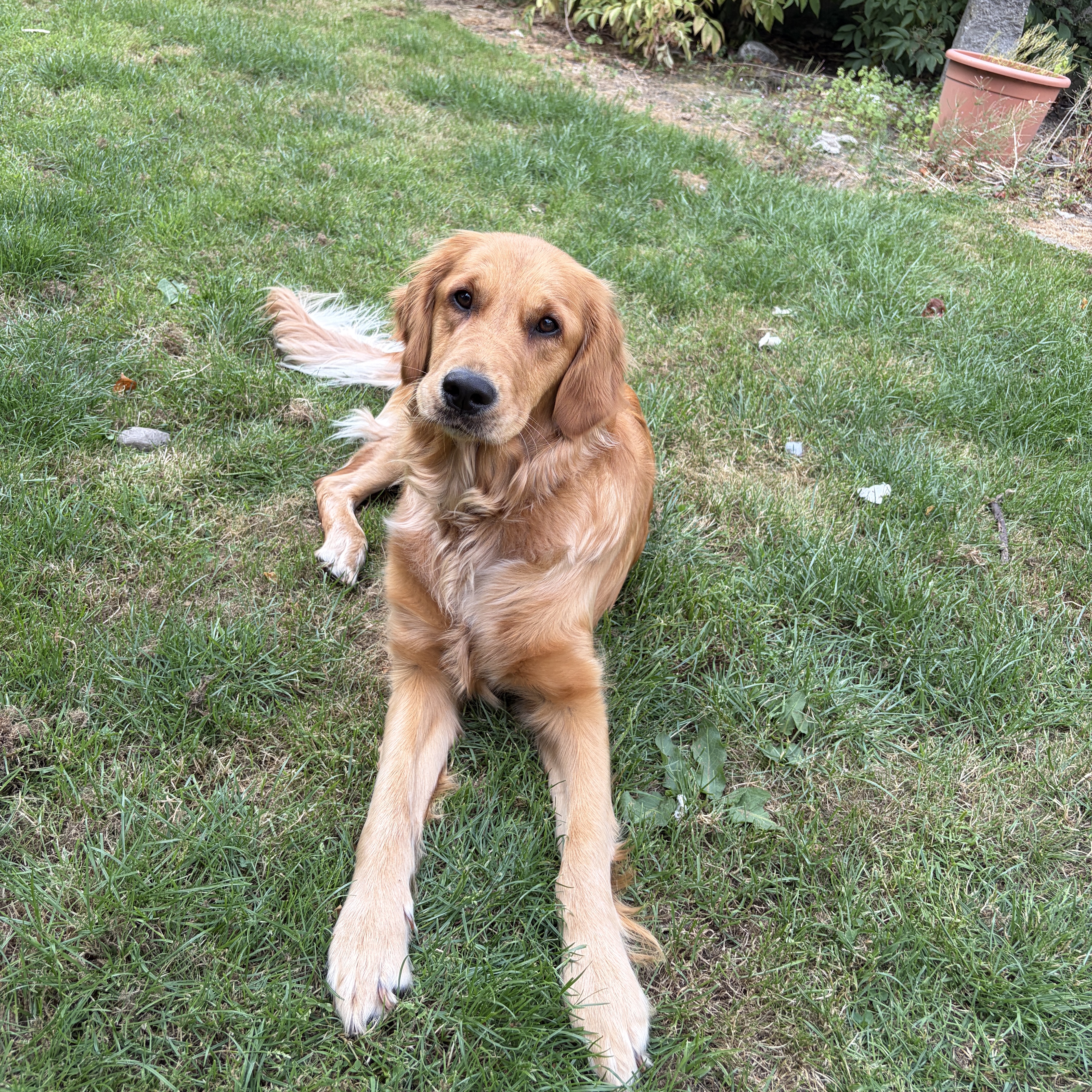 Bonnie