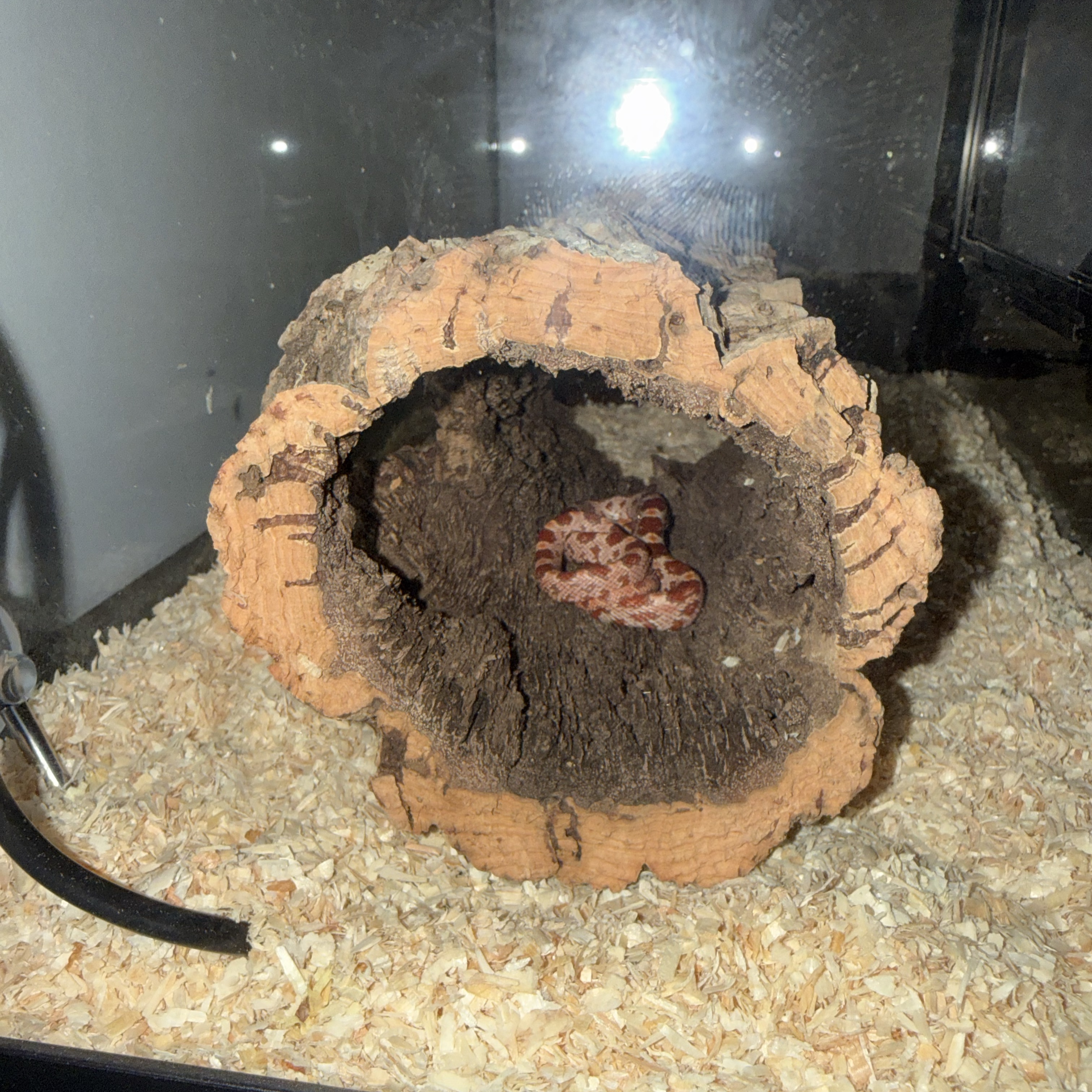 Cornsnake