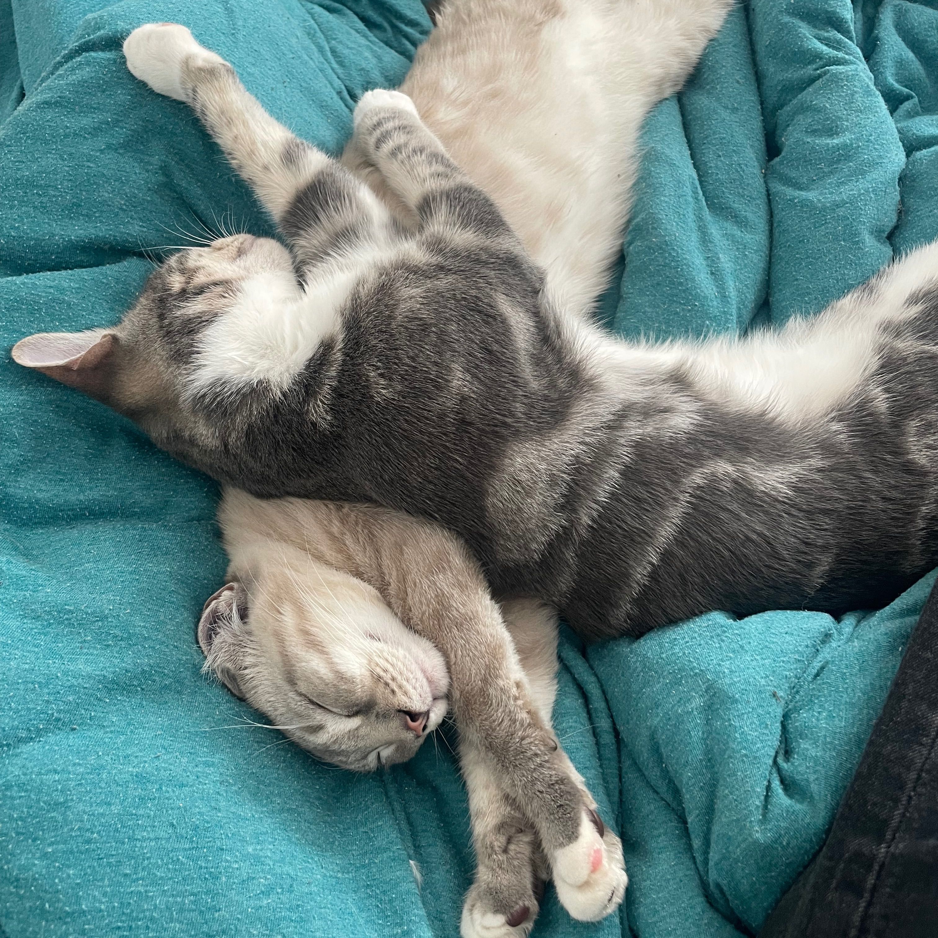 Finn