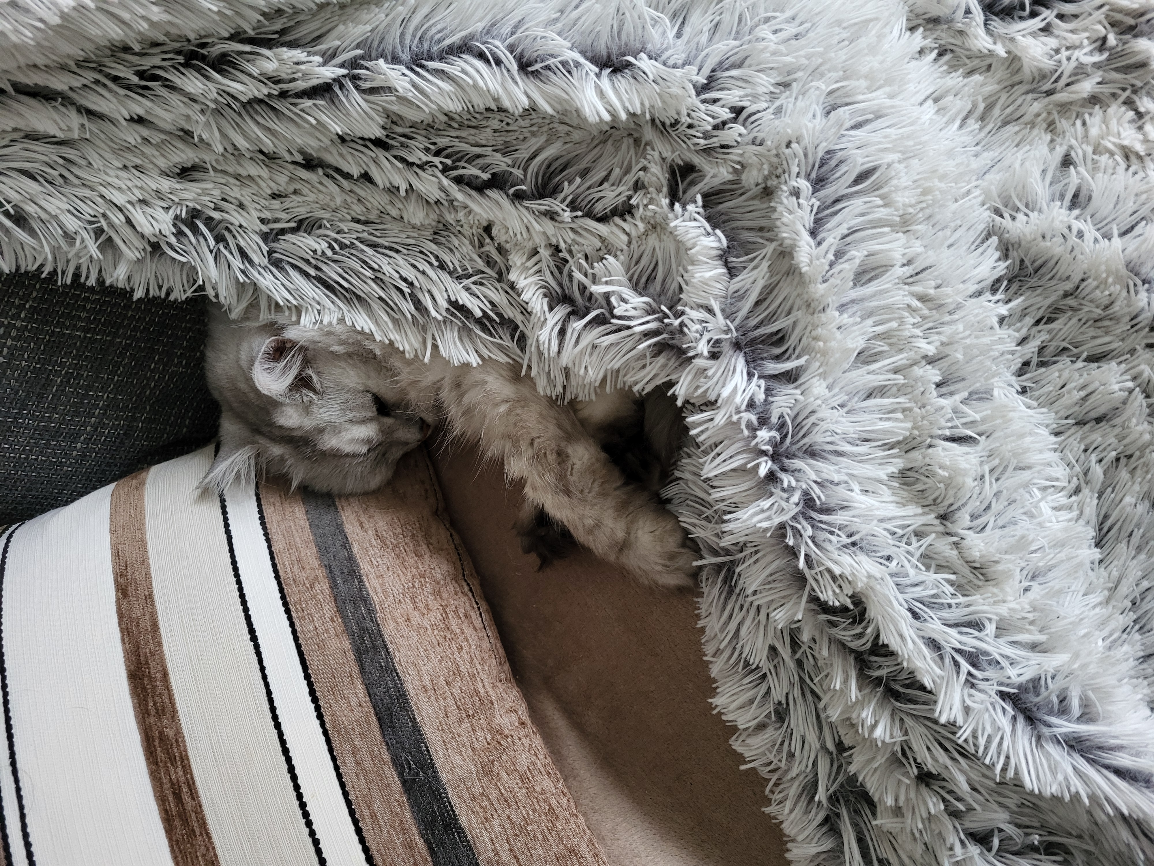 image-7