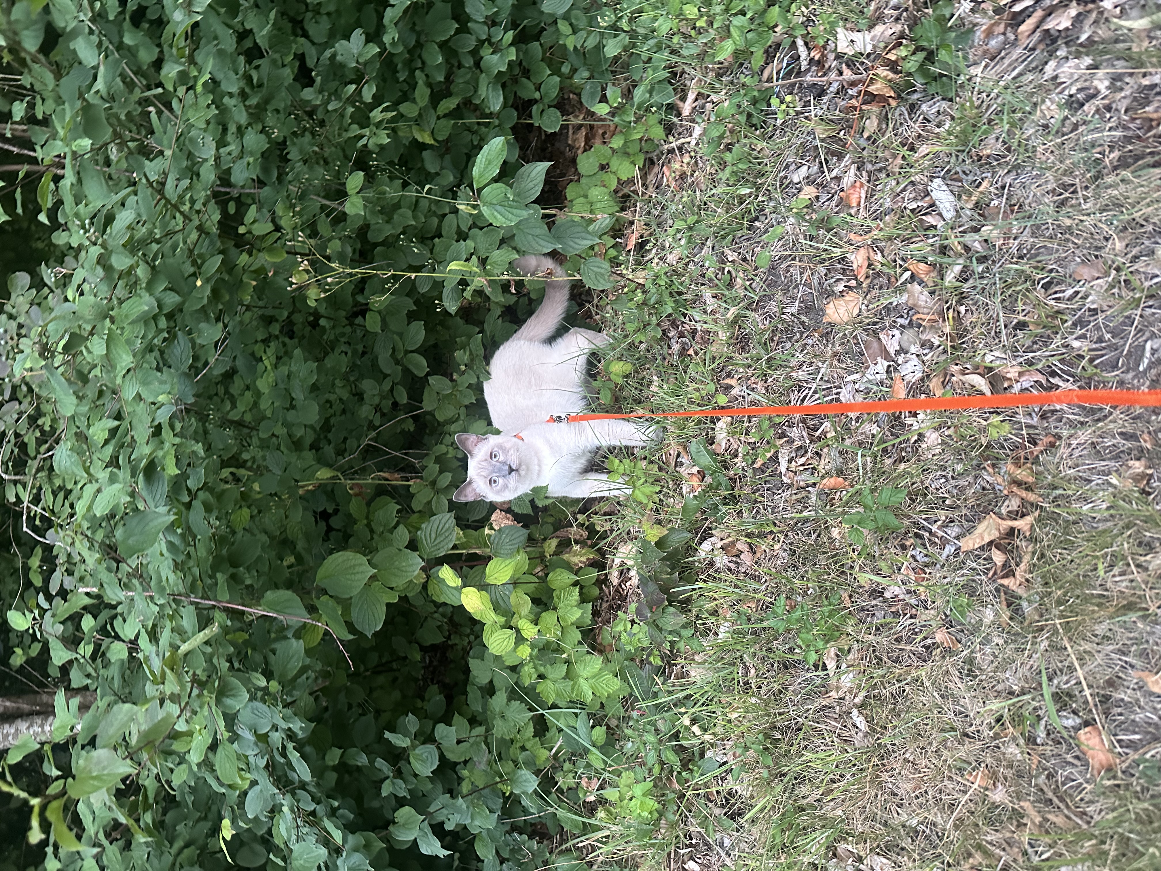 image-8
