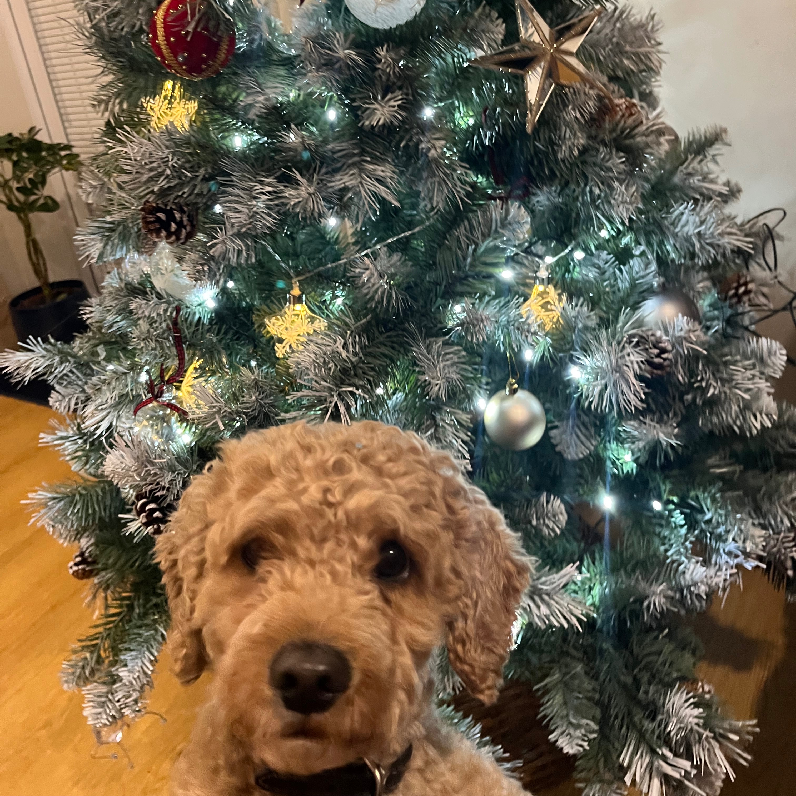 Teddy