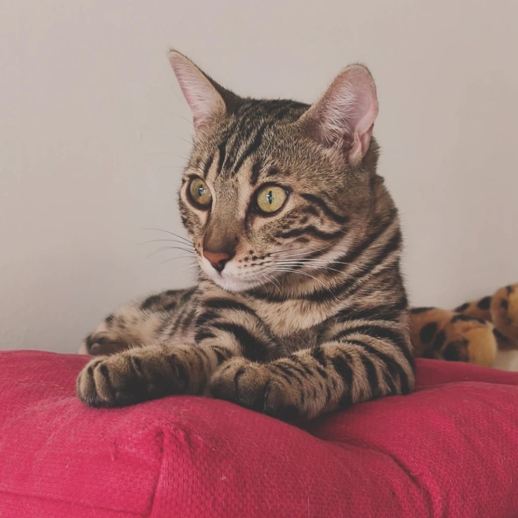 Nala